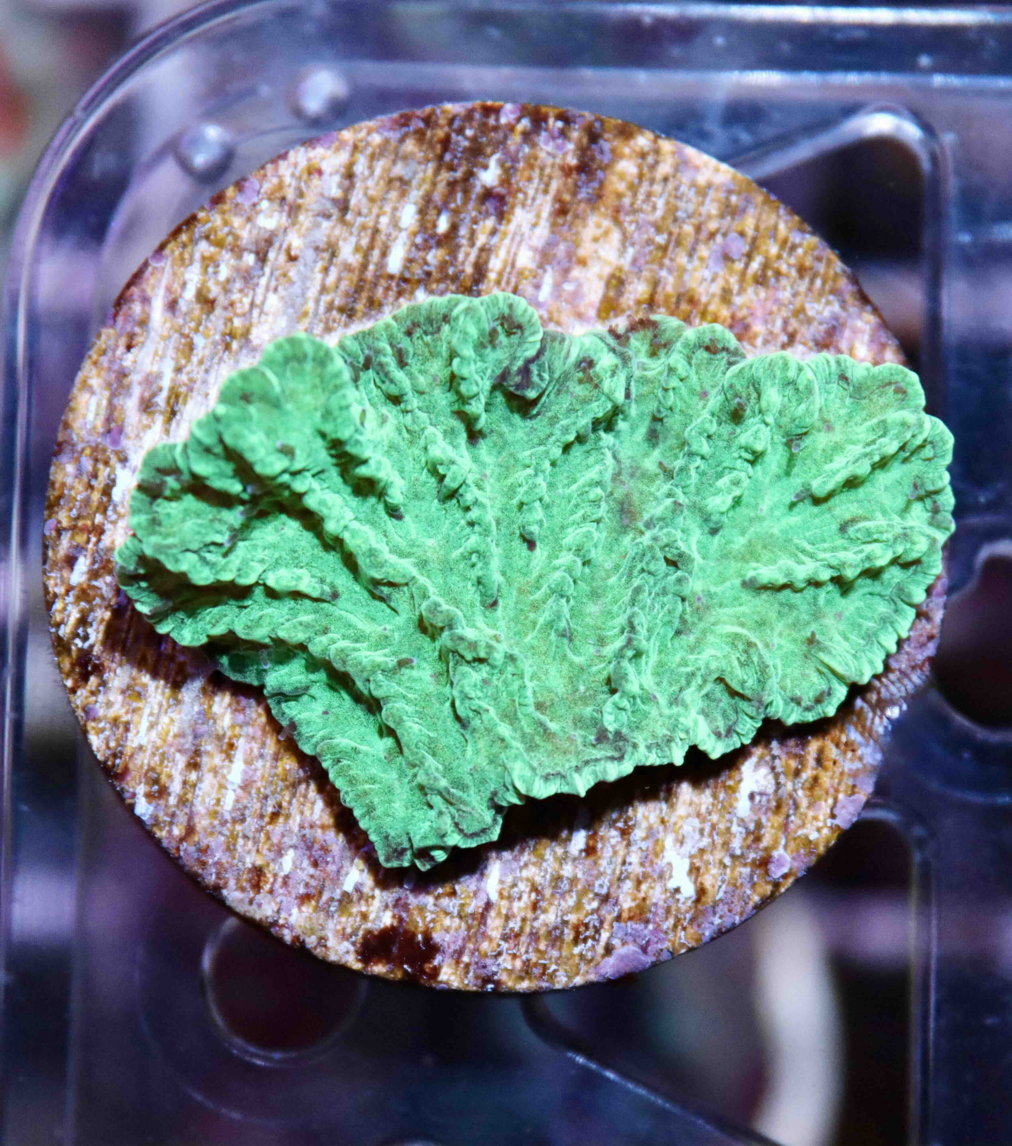 Merulina ampliata Green (S), WYSIWYG132.14