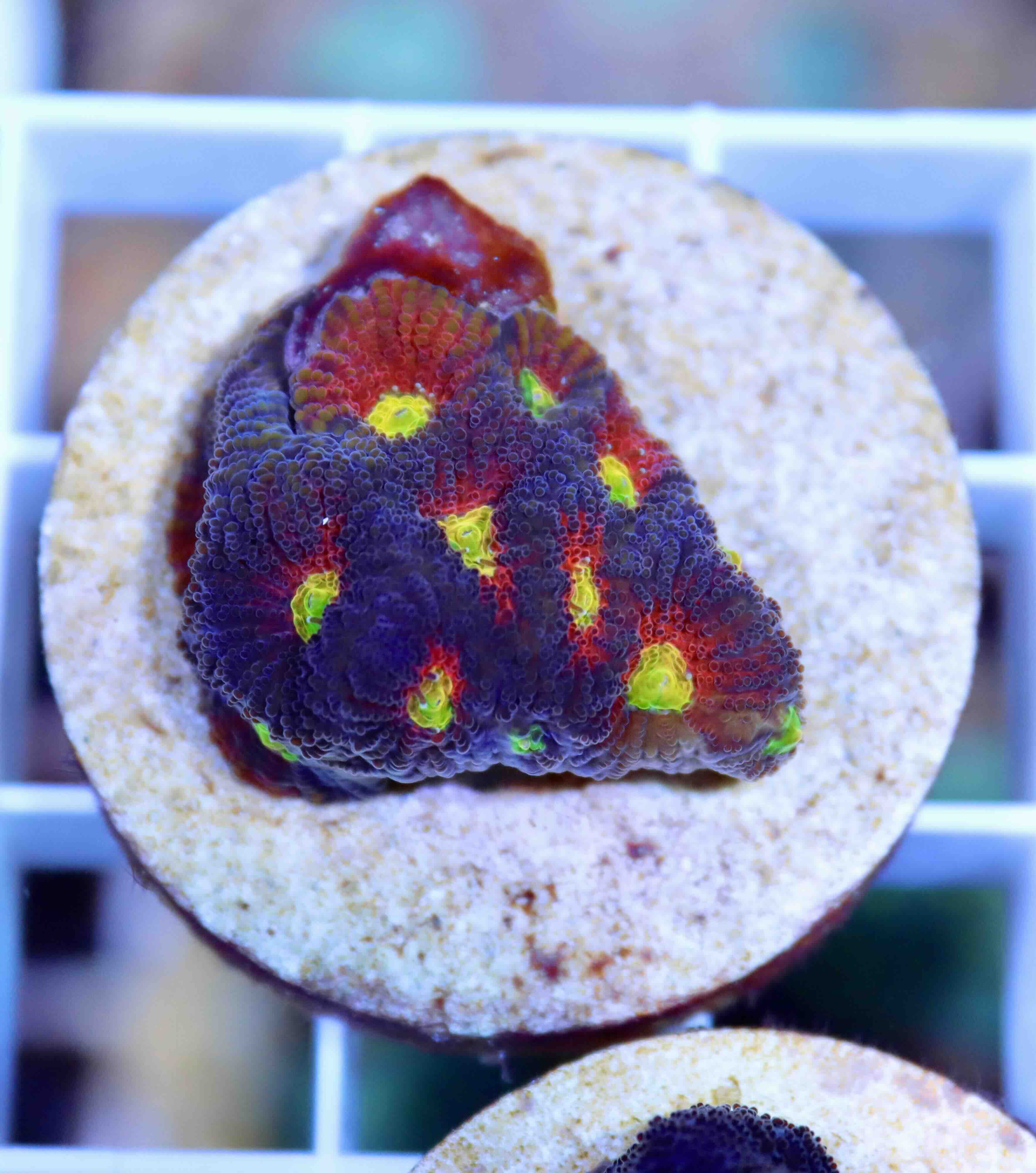 Favites JF Toro Bravo (S/M), WYSIWYG40.7