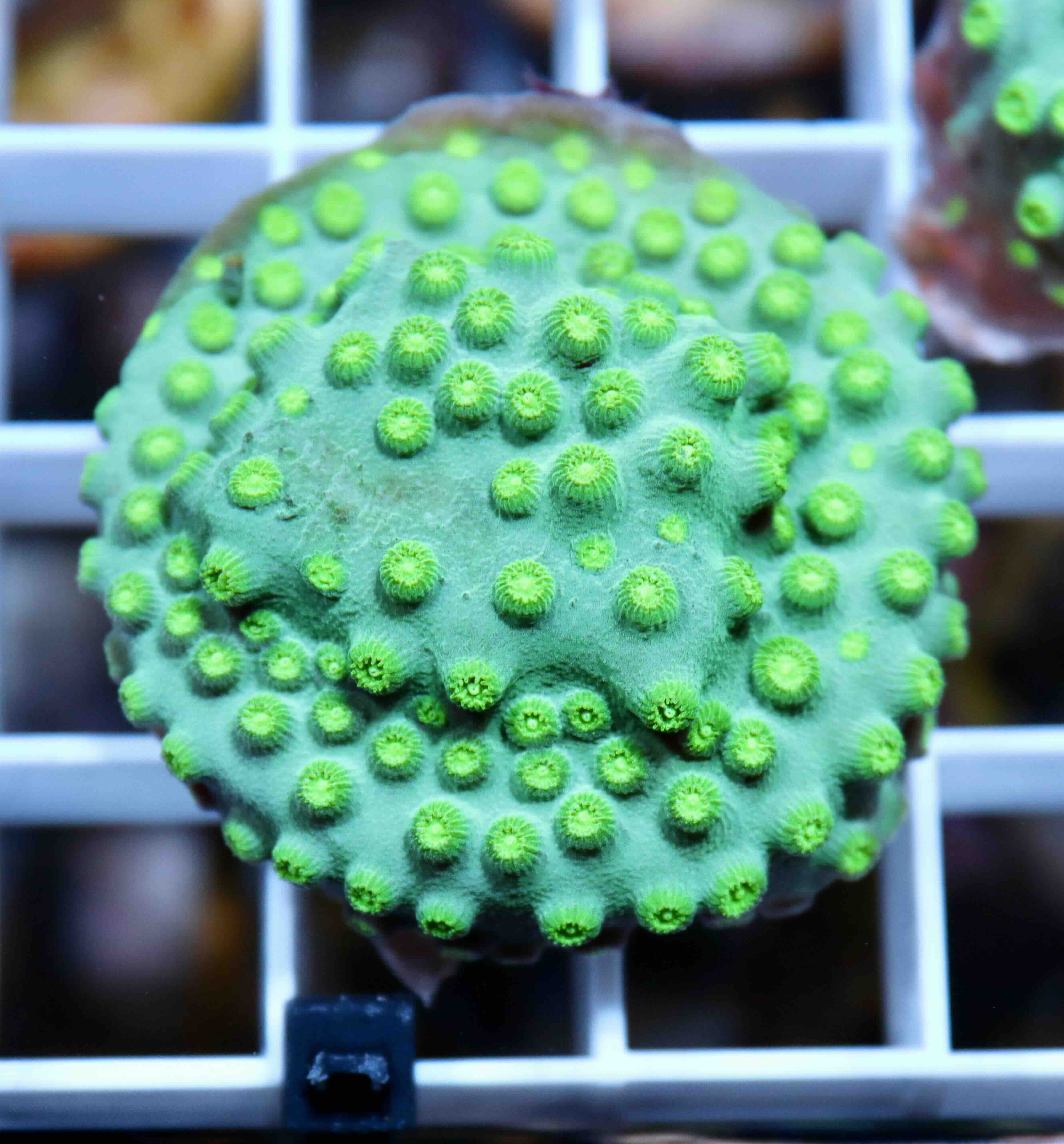 Cyphastrea Ultra Green (S/M), WYSIWYG02.12
