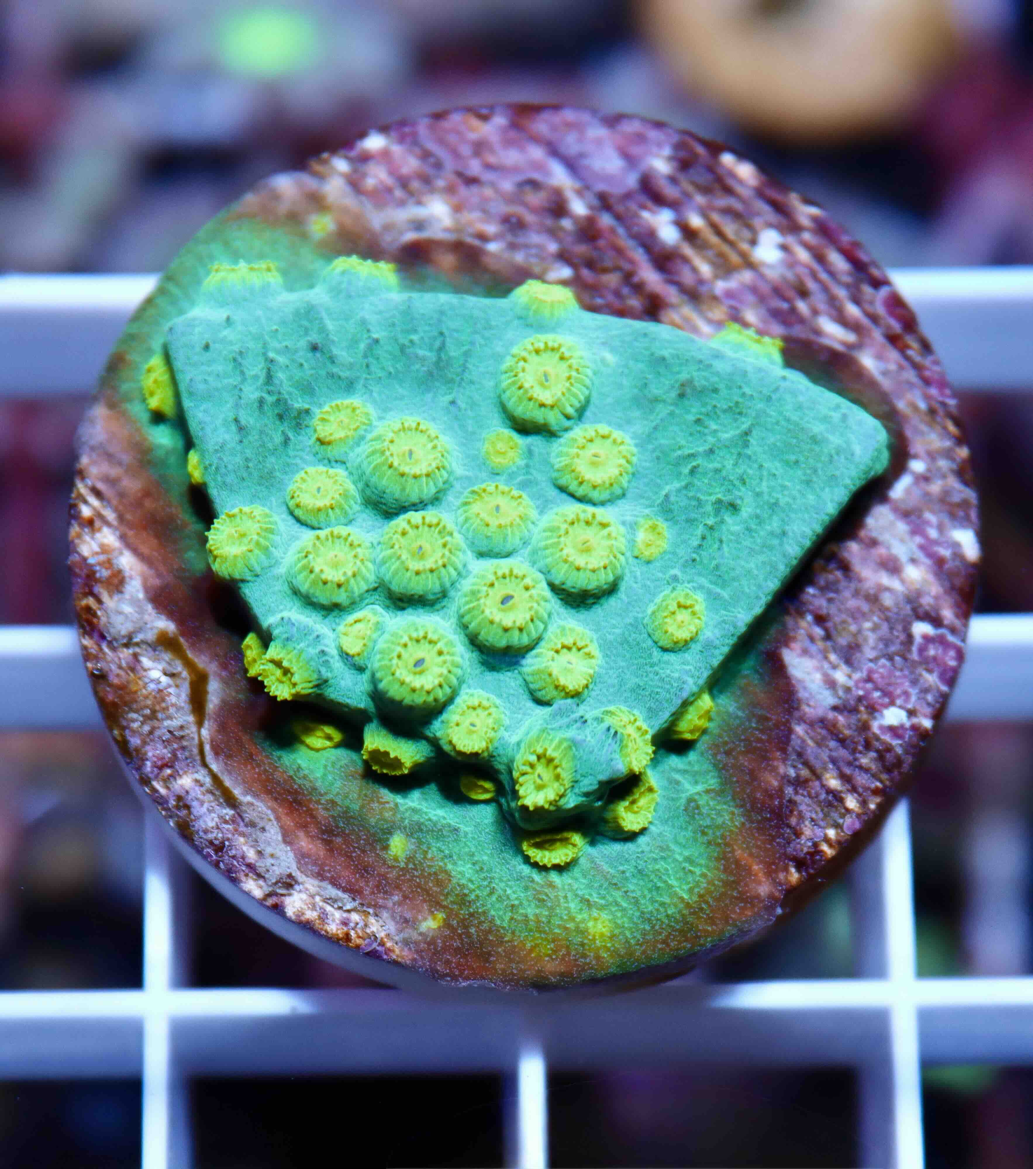 Cyphastrea Ultra Green (S/M), WYSIWYG02.12