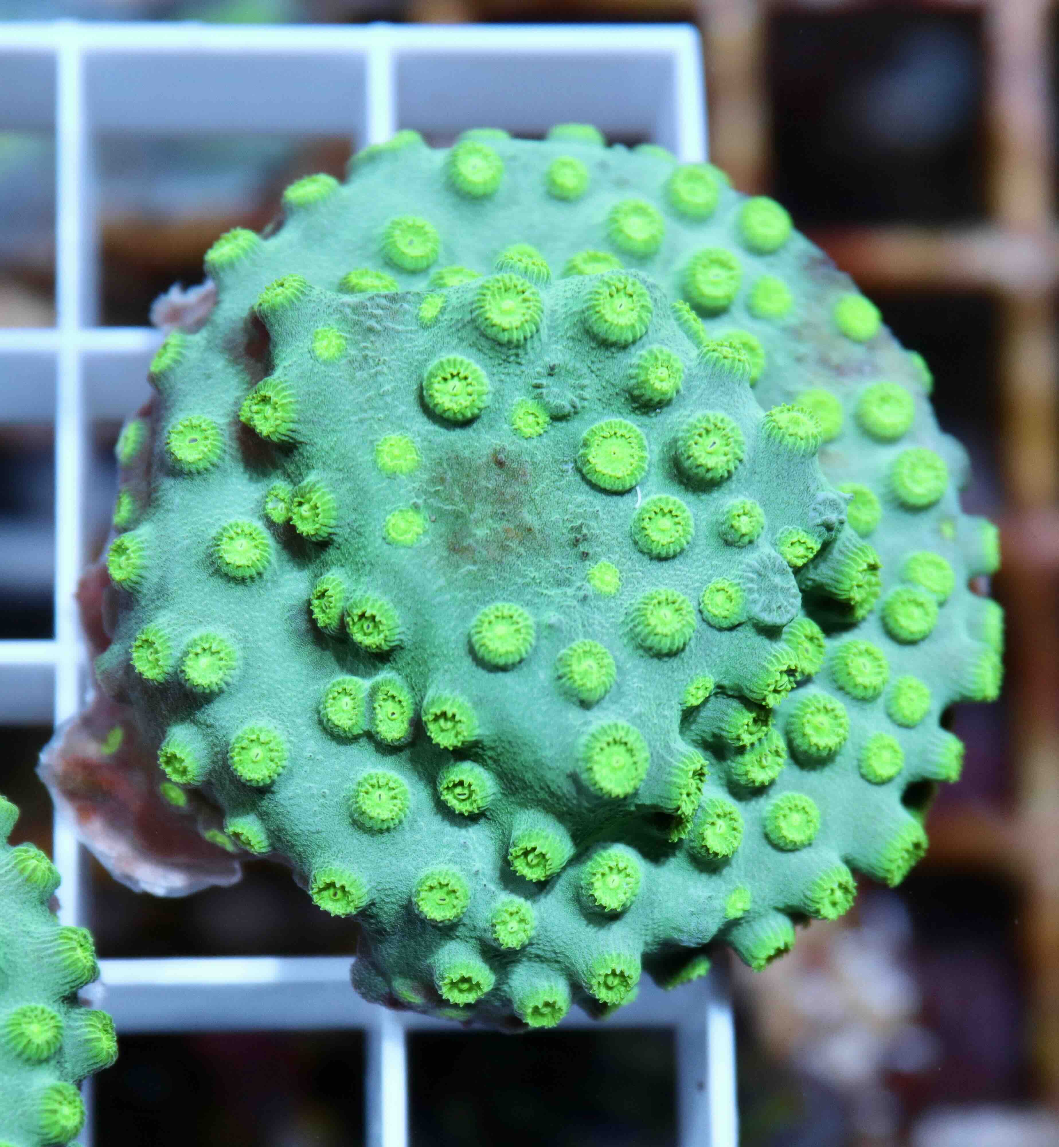 Cyphastrea Ultra Green (S/M), WYSIWYG02.14