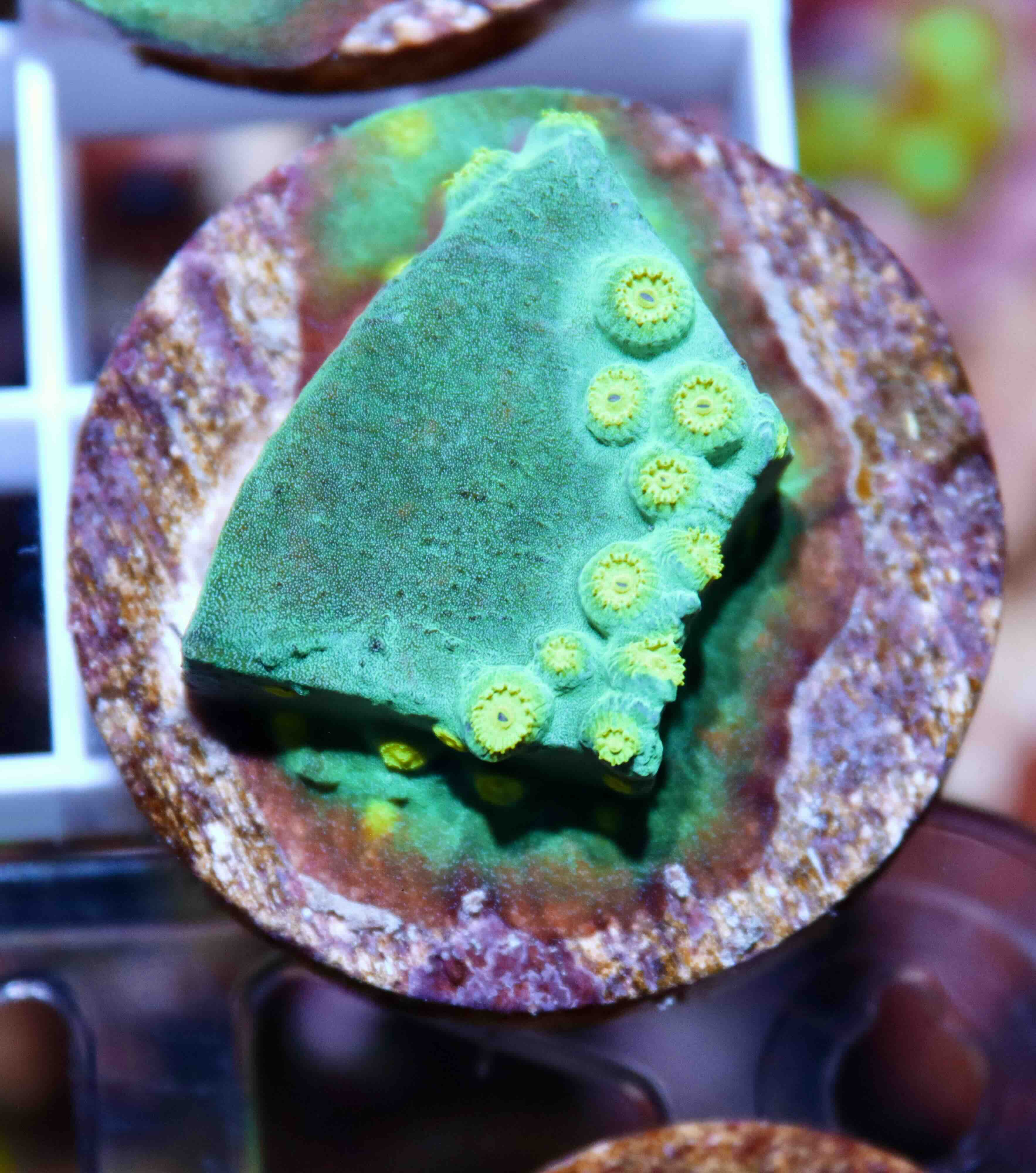 Cyphastrea Ultra Green (S/M), WYSIWYG02.14