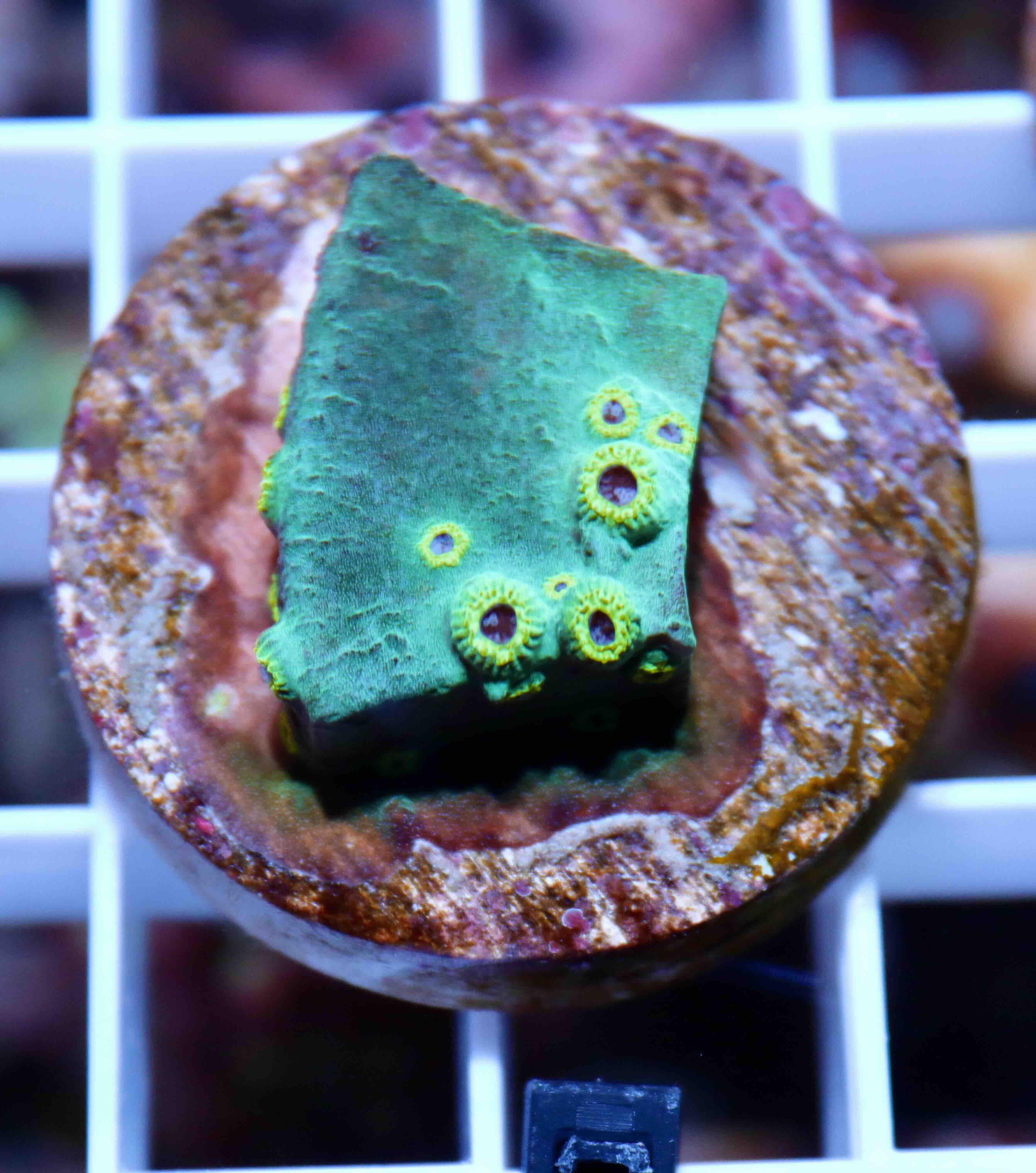 Cyphastrea Ultra Green (S/M), WYSIWYG02.15