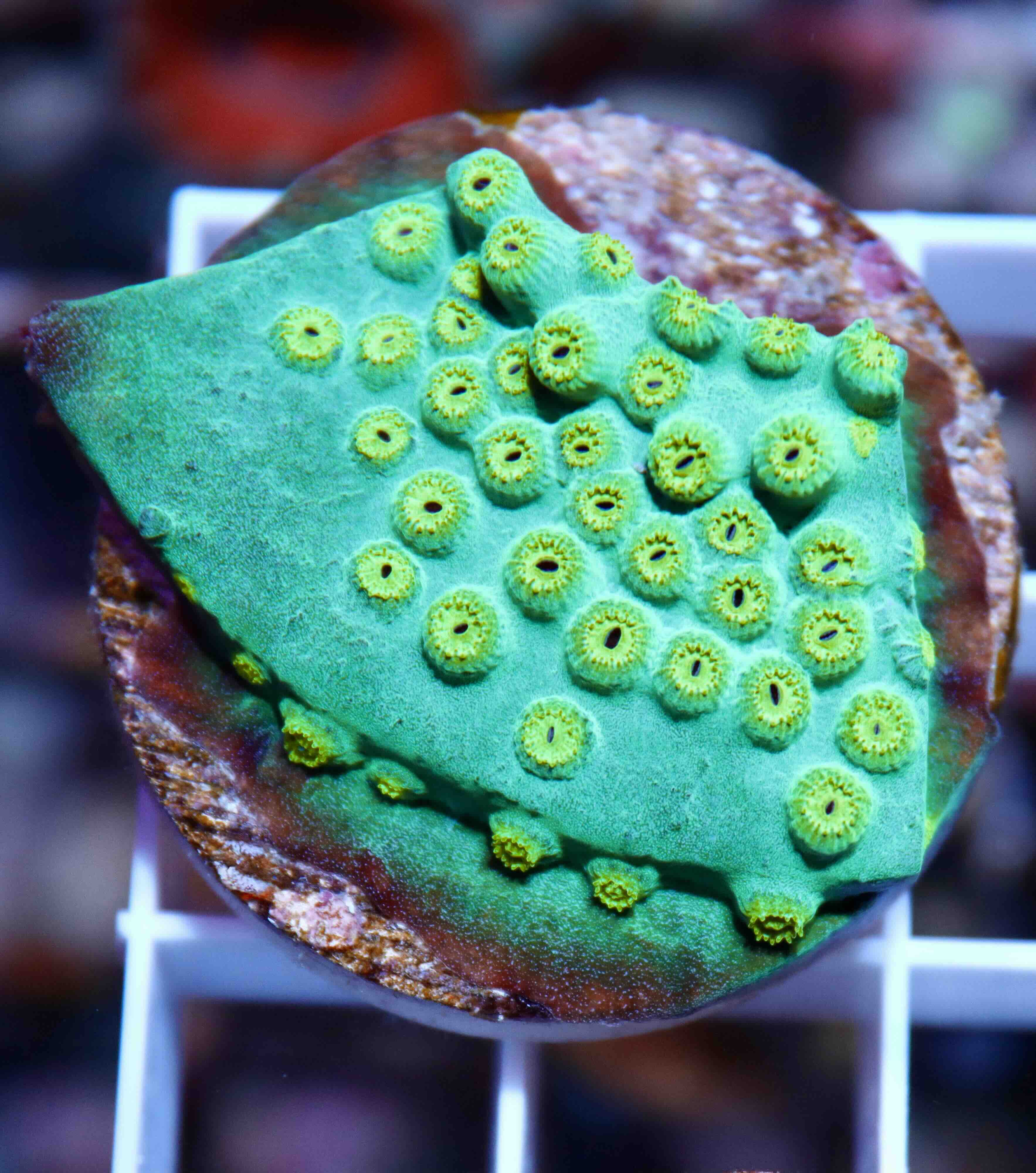 Cyphastrea Ultra Green (M), WYSIWYG02.6