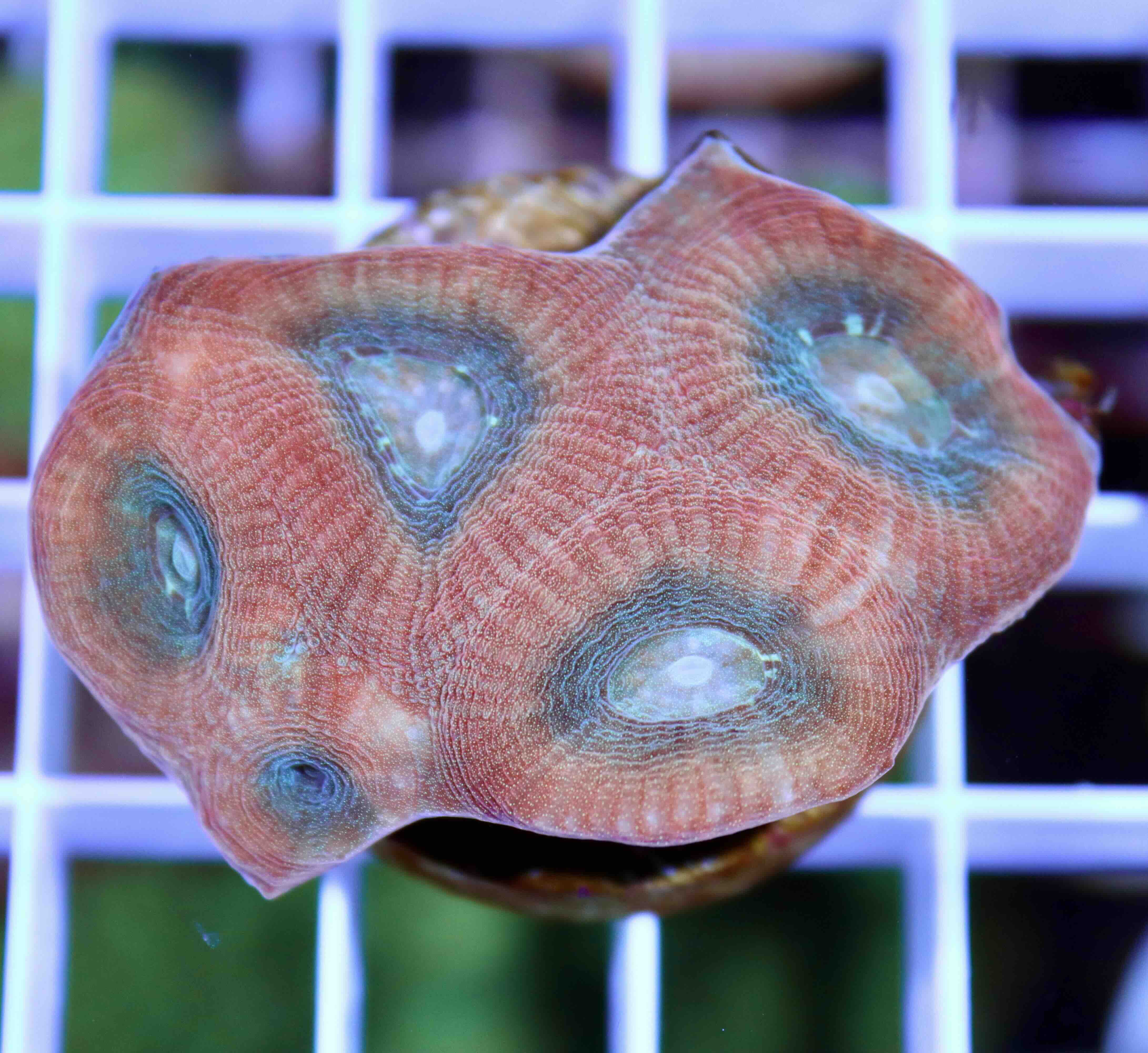 Favia Reverse Prism (M/L), WYSIWYG5.21