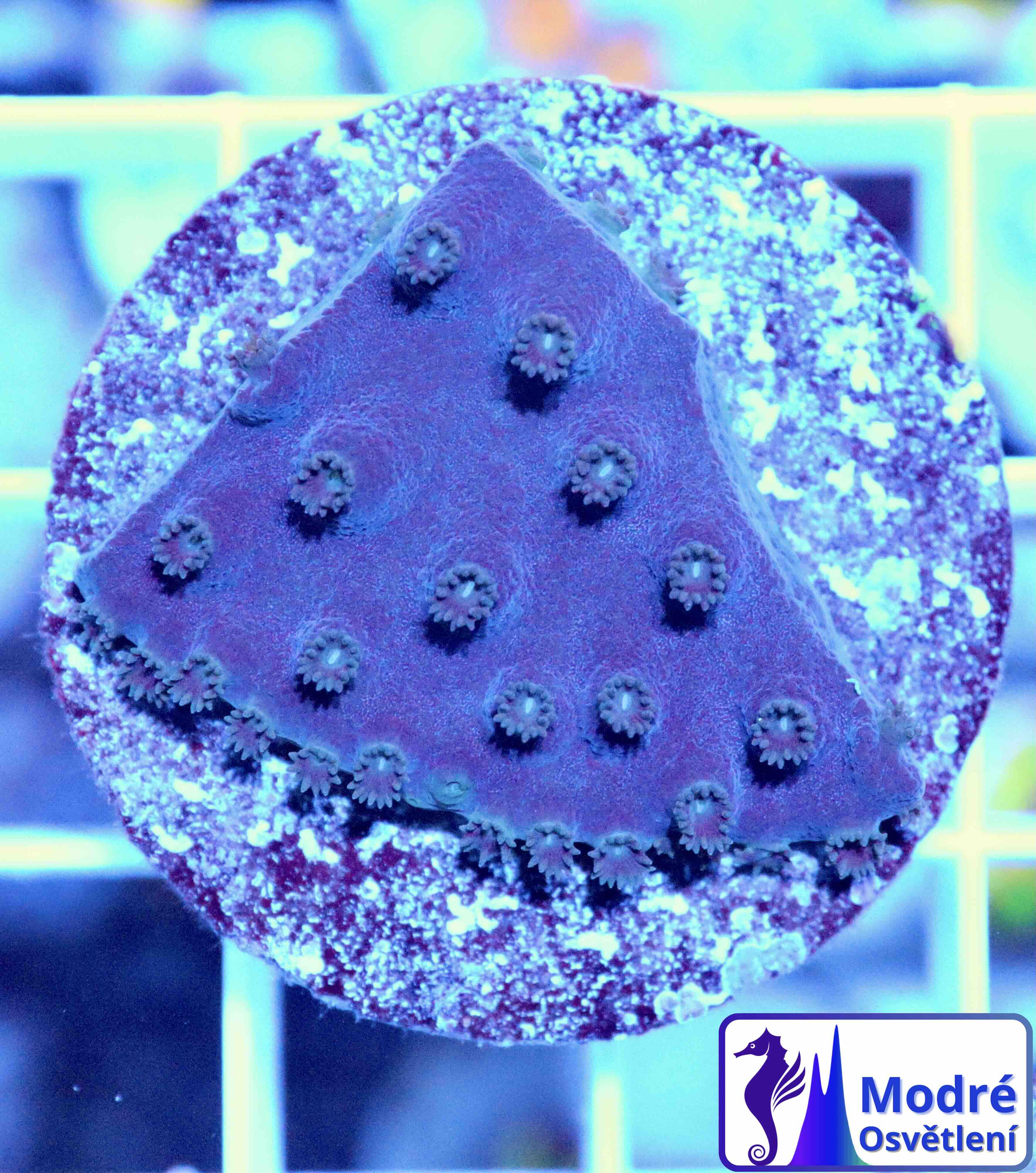 Turbinaria reniformis Purple/Yellow (M)