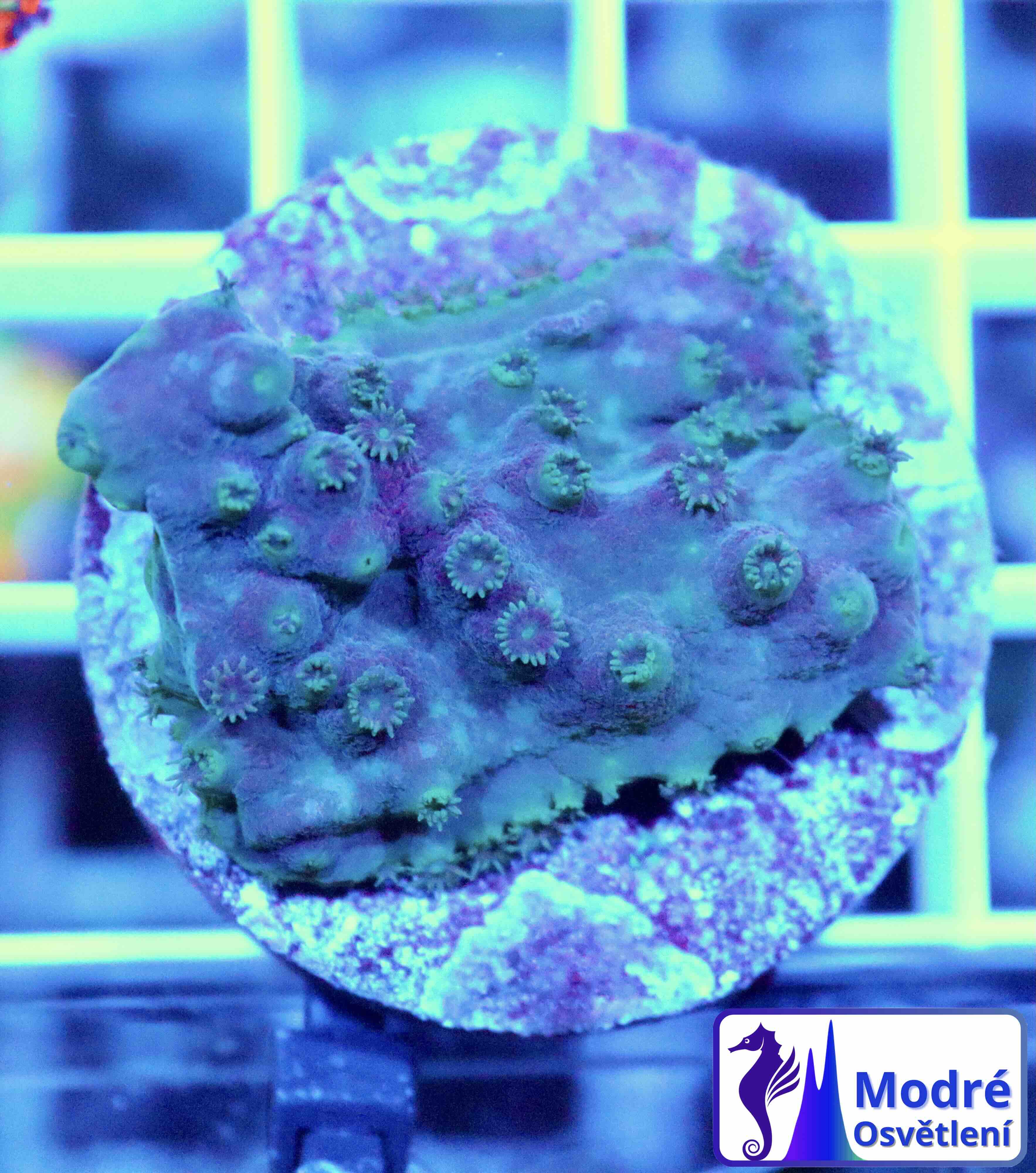 Turbinaria reniformis Purple/Yellow (M)