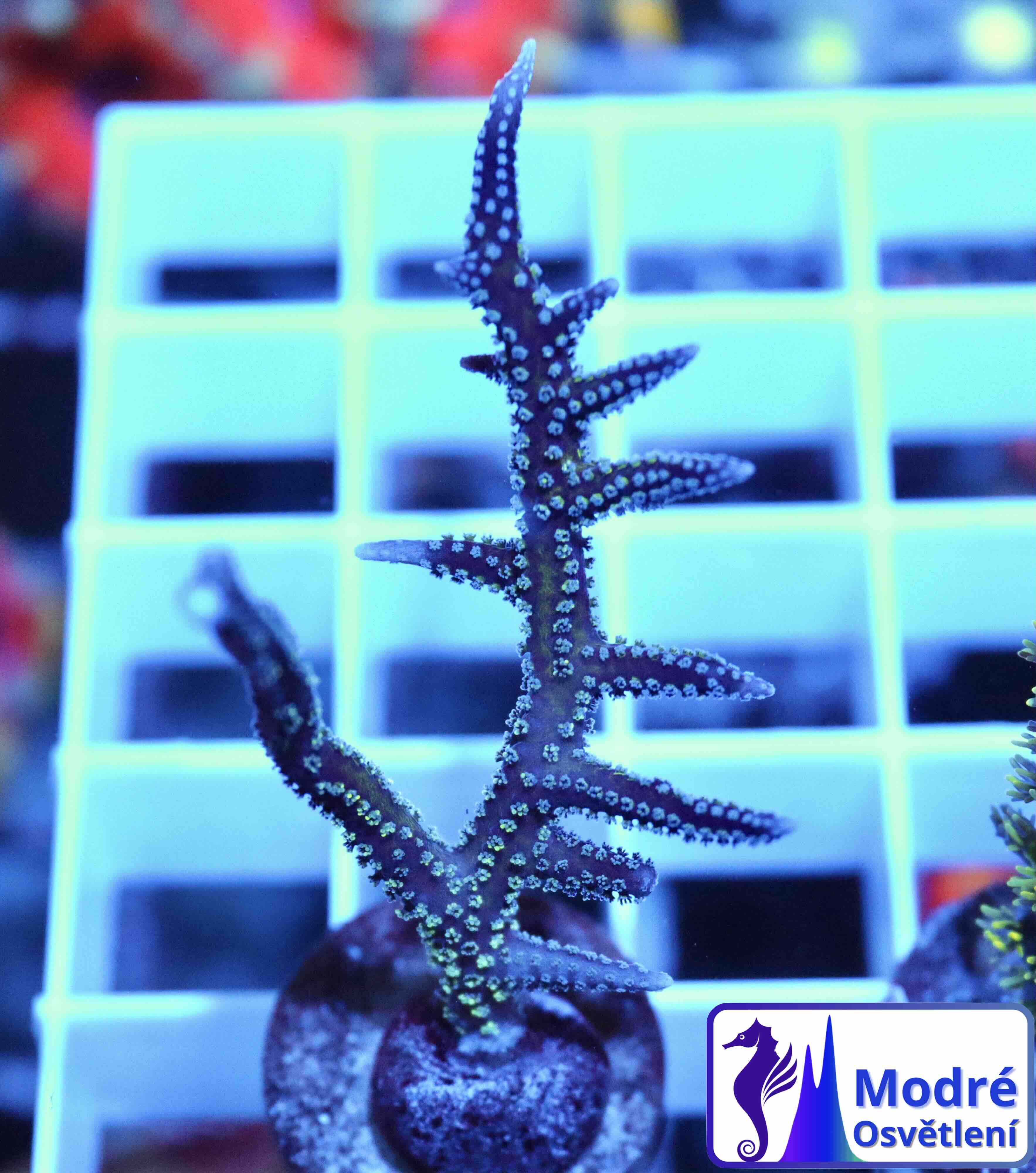 Seriatopora Hystrix Bicolor (S), WYSIWYG05.31