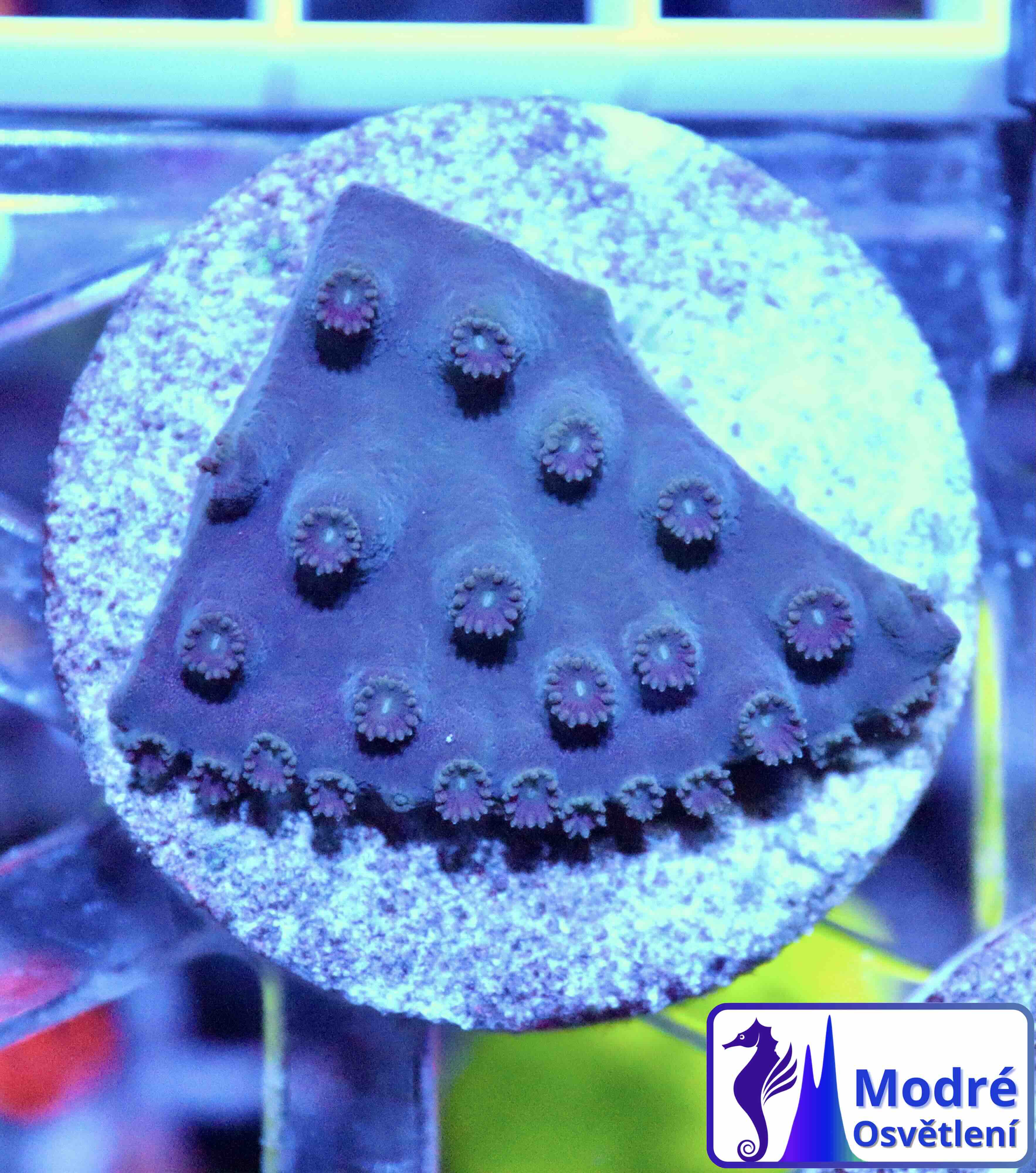 Turbinaria reniformis Purple/Yellow (M), WYSIWYG12.1