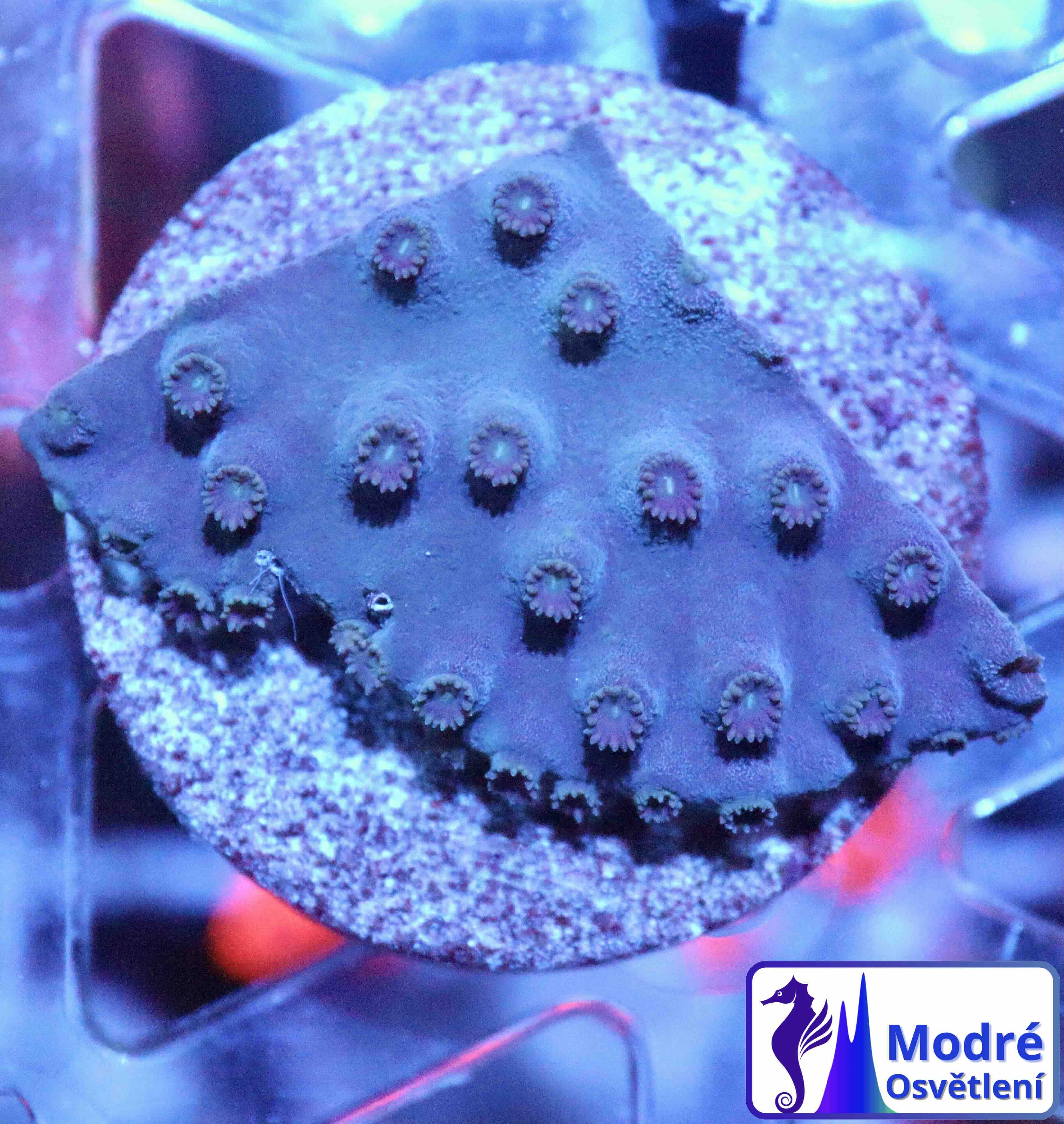 Turbinaria reniformis Purple/Yellow (M), WYSIWYG12.2