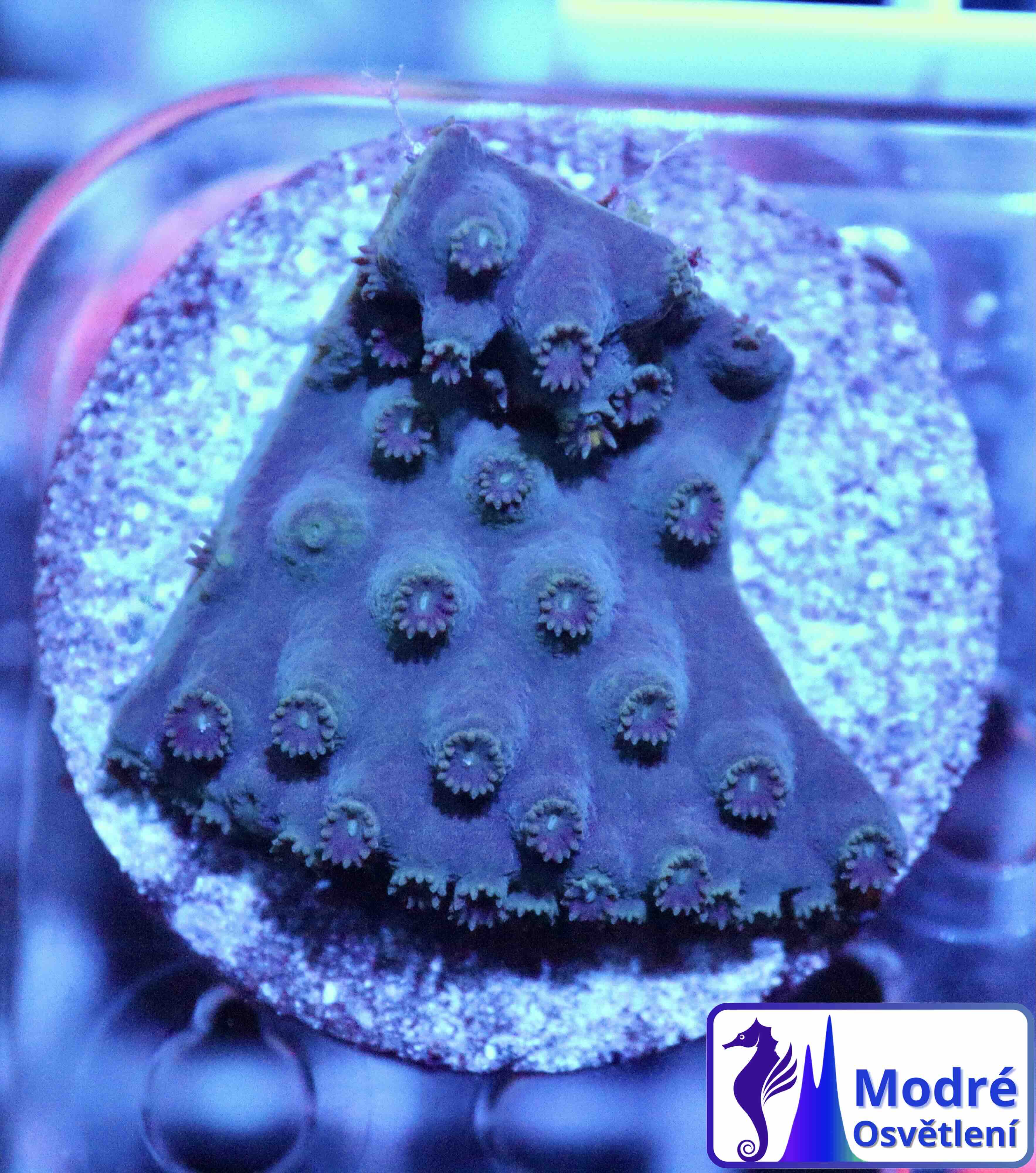 Turbinaria reniformis Purple/Yellow (M), WYSIWYG12.3