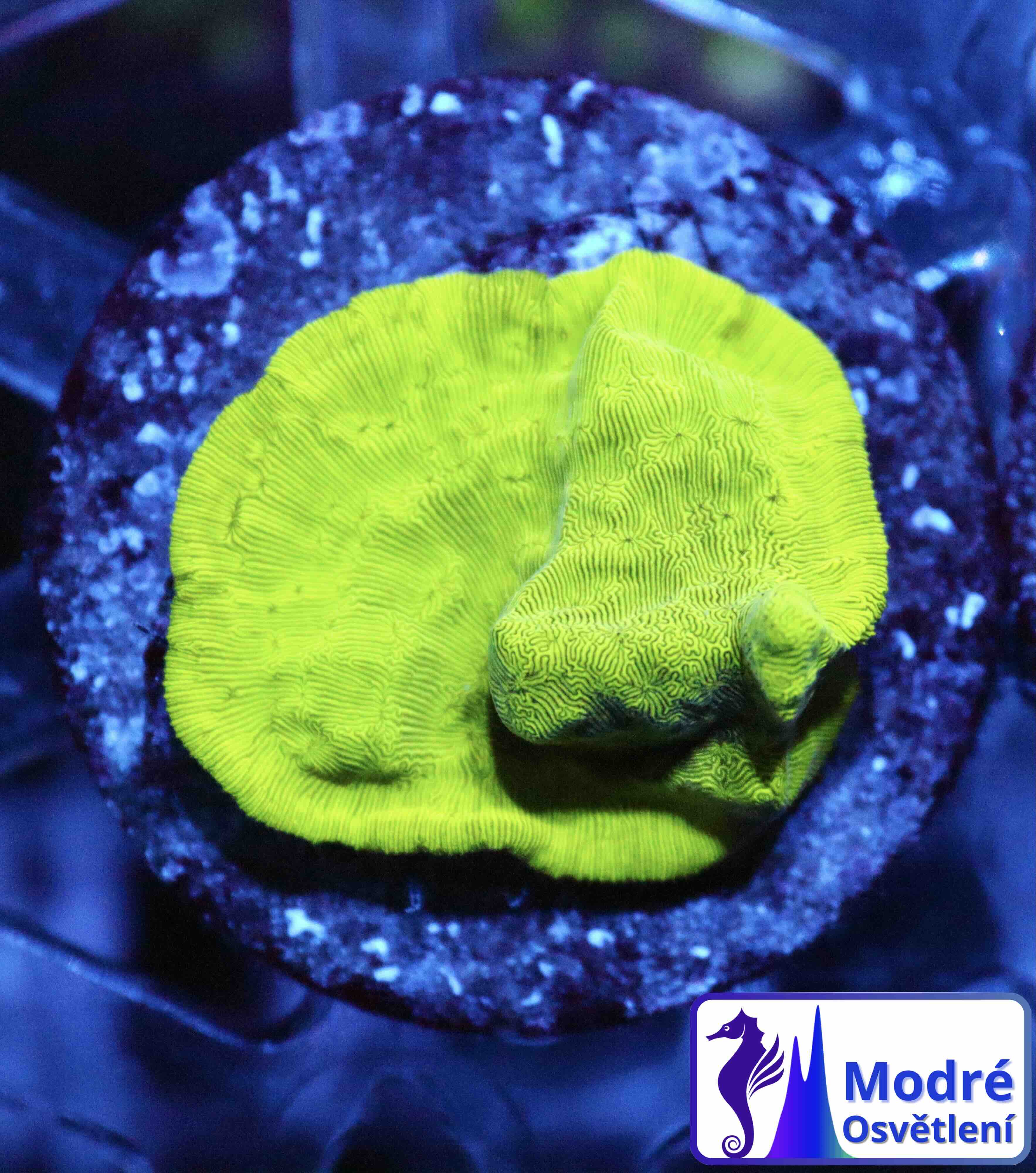 Leptoseris Ultra Green (M), WYSIWYG09.3