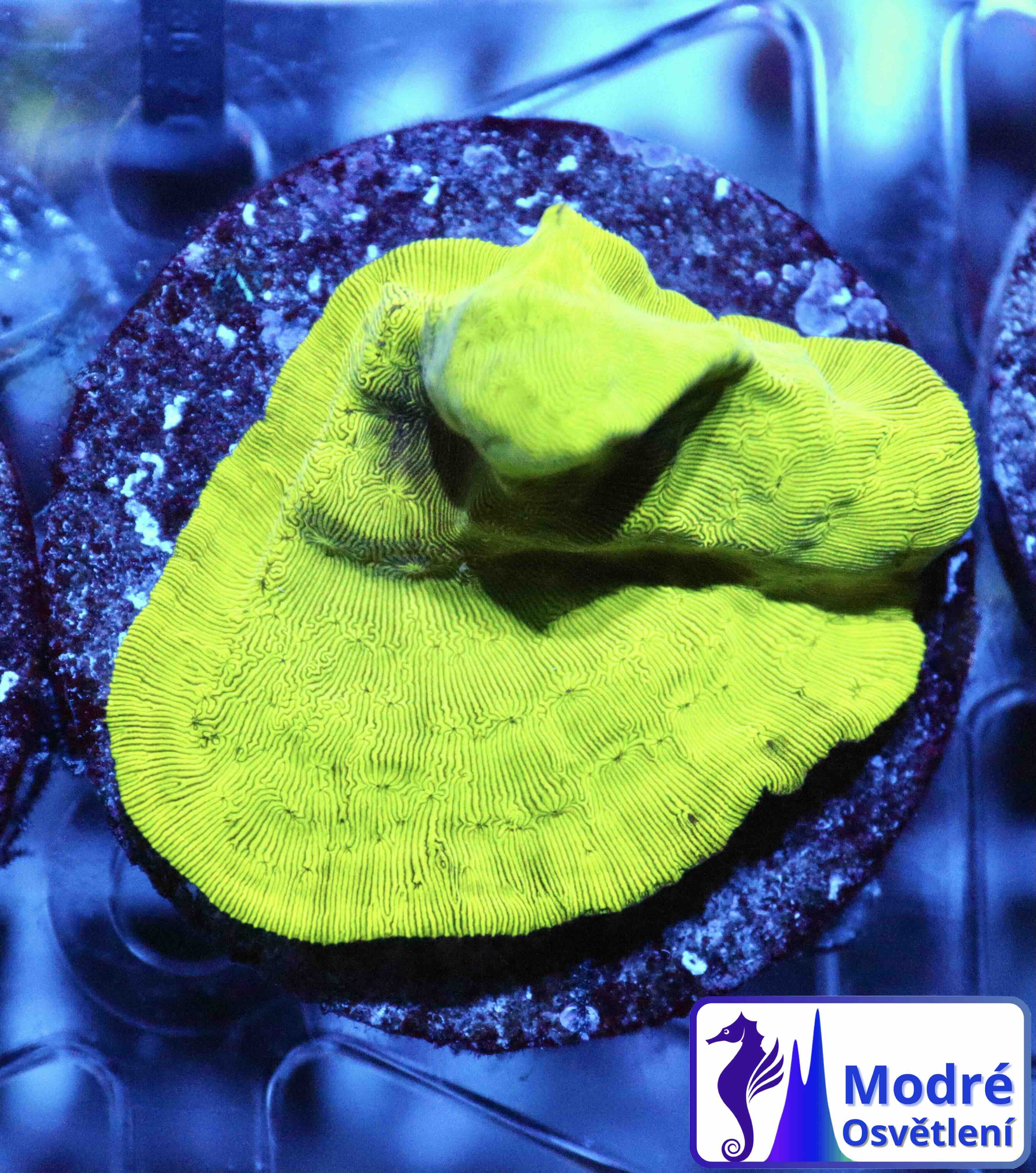 Leptoseris Ultra Green (M), WYSIWYG09.4