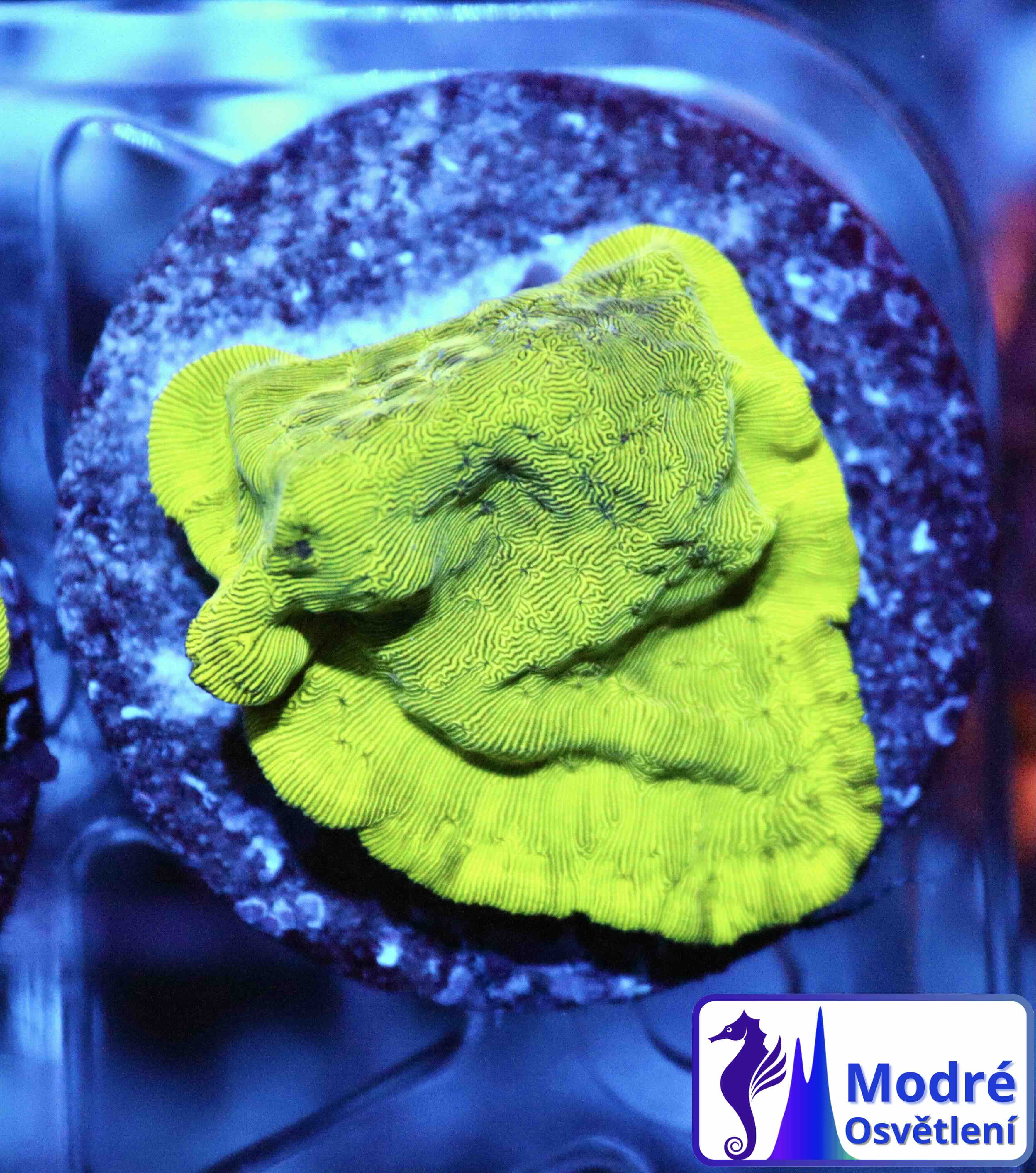 Leptoseris Ultra Green (M), WYSIWYG09.5