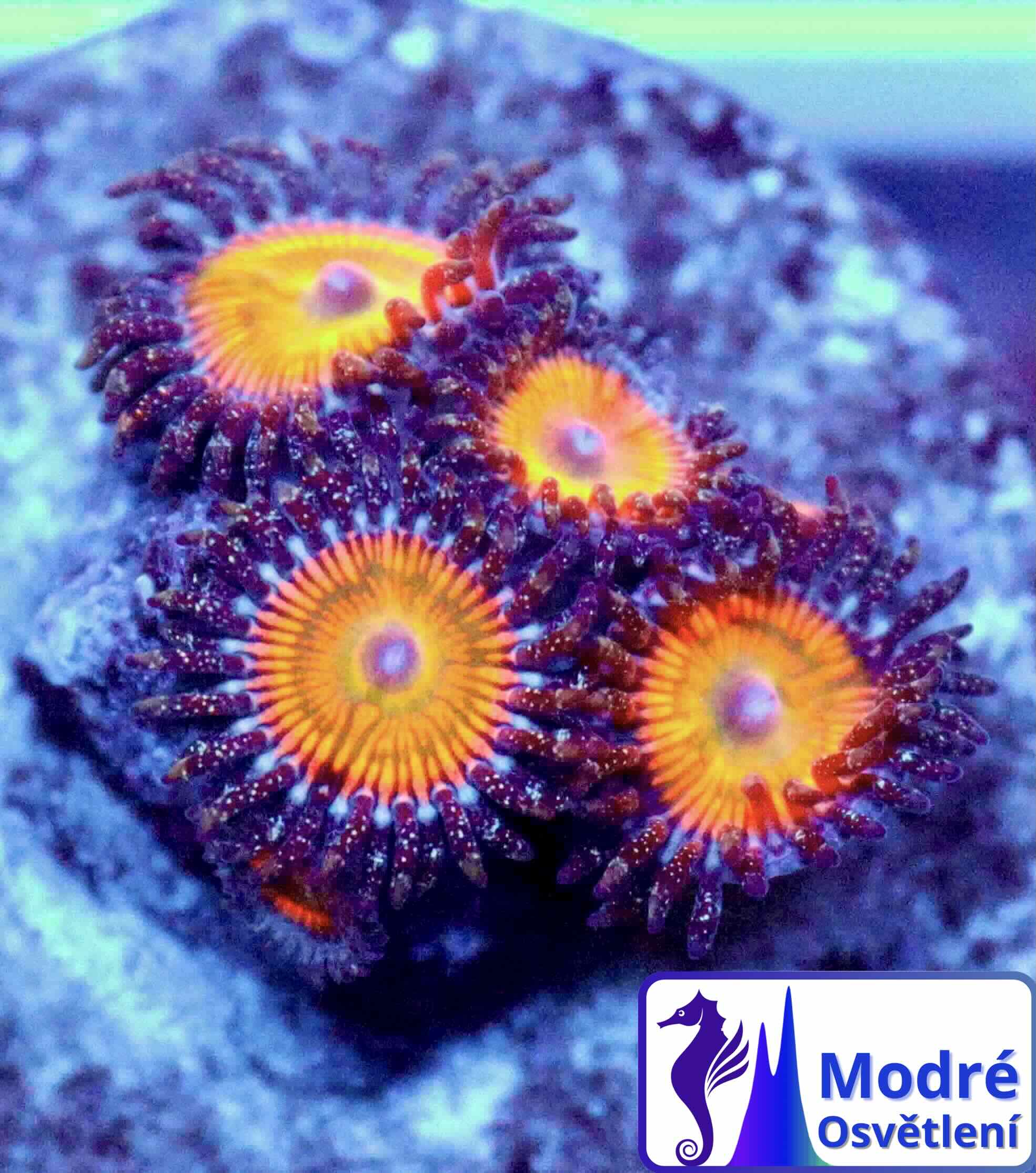 Zoanthus Mega Rainbow