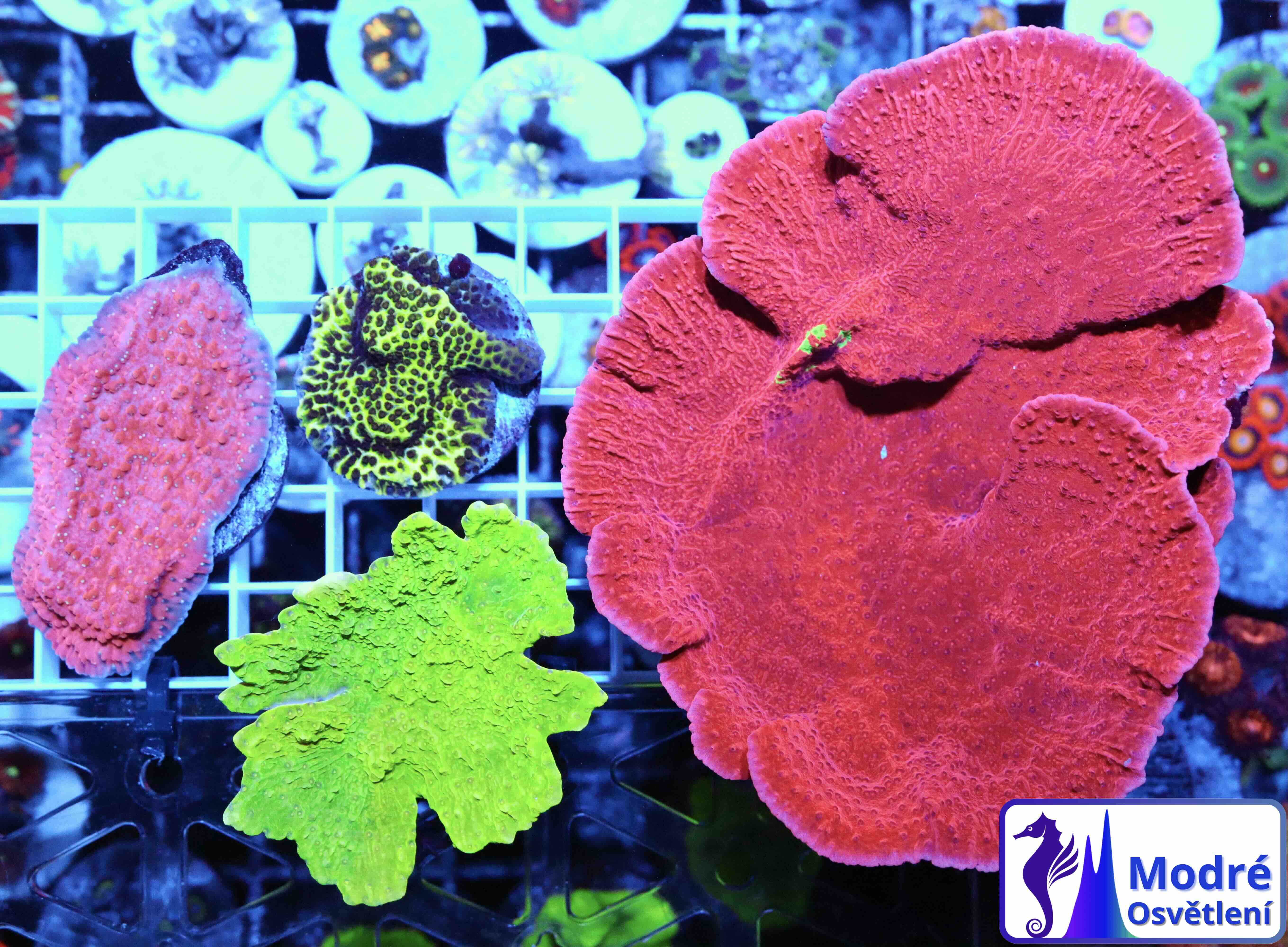 Coral Pack: Montipora