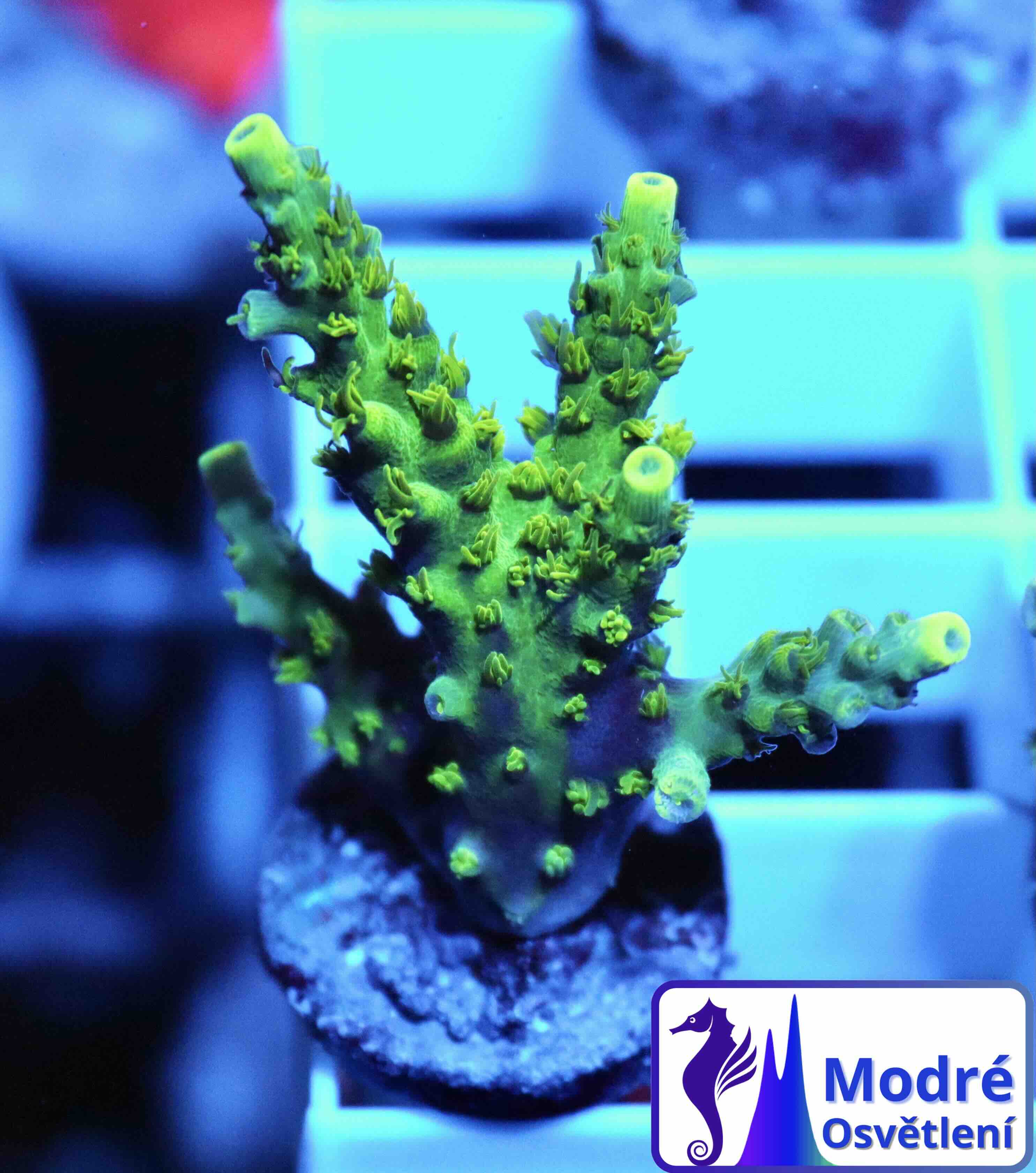 Acropora Coral Sea (S), WYSIWYG018.72
