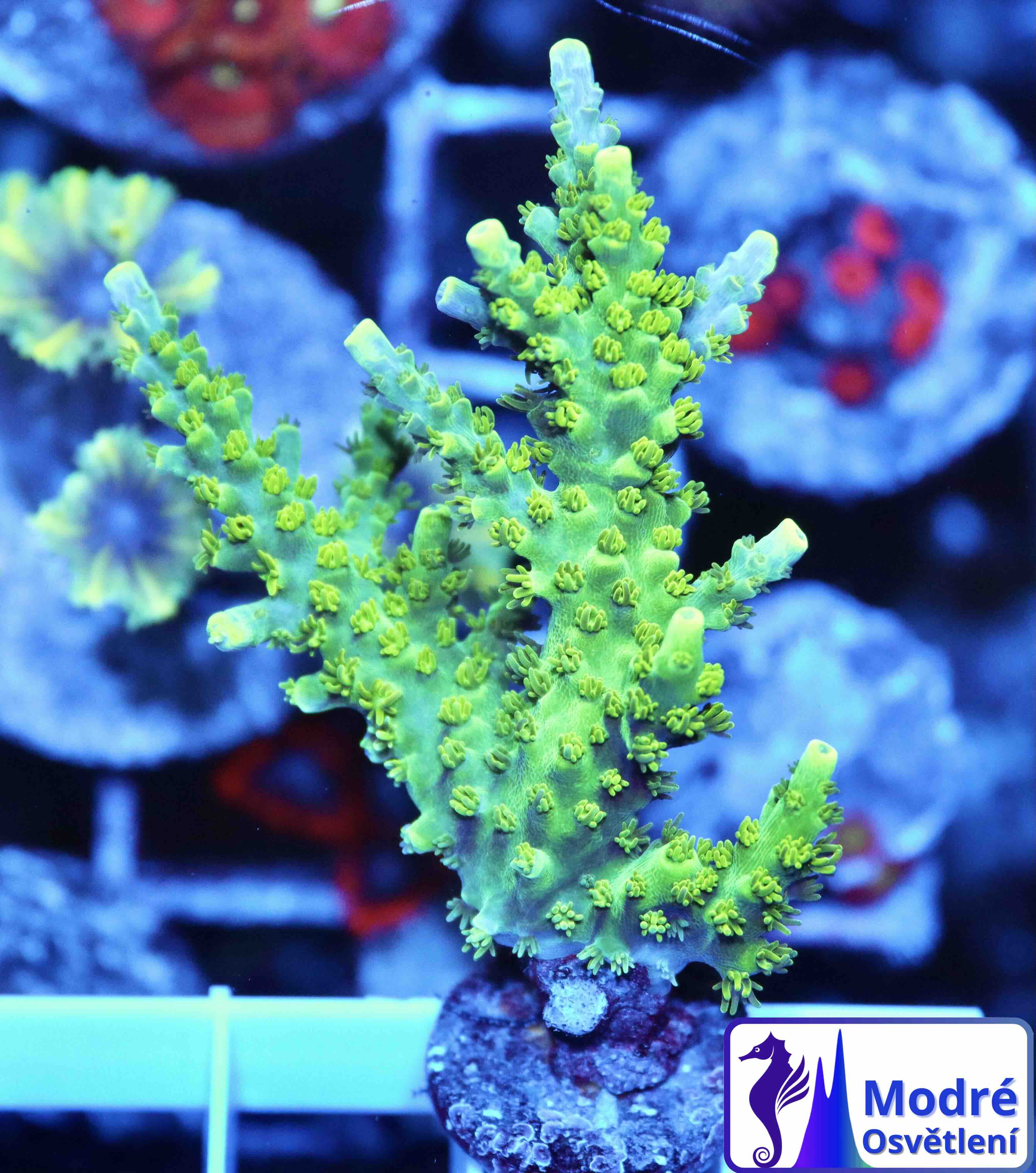 Acropora Coral Sea (M), WYSIWYG018.74