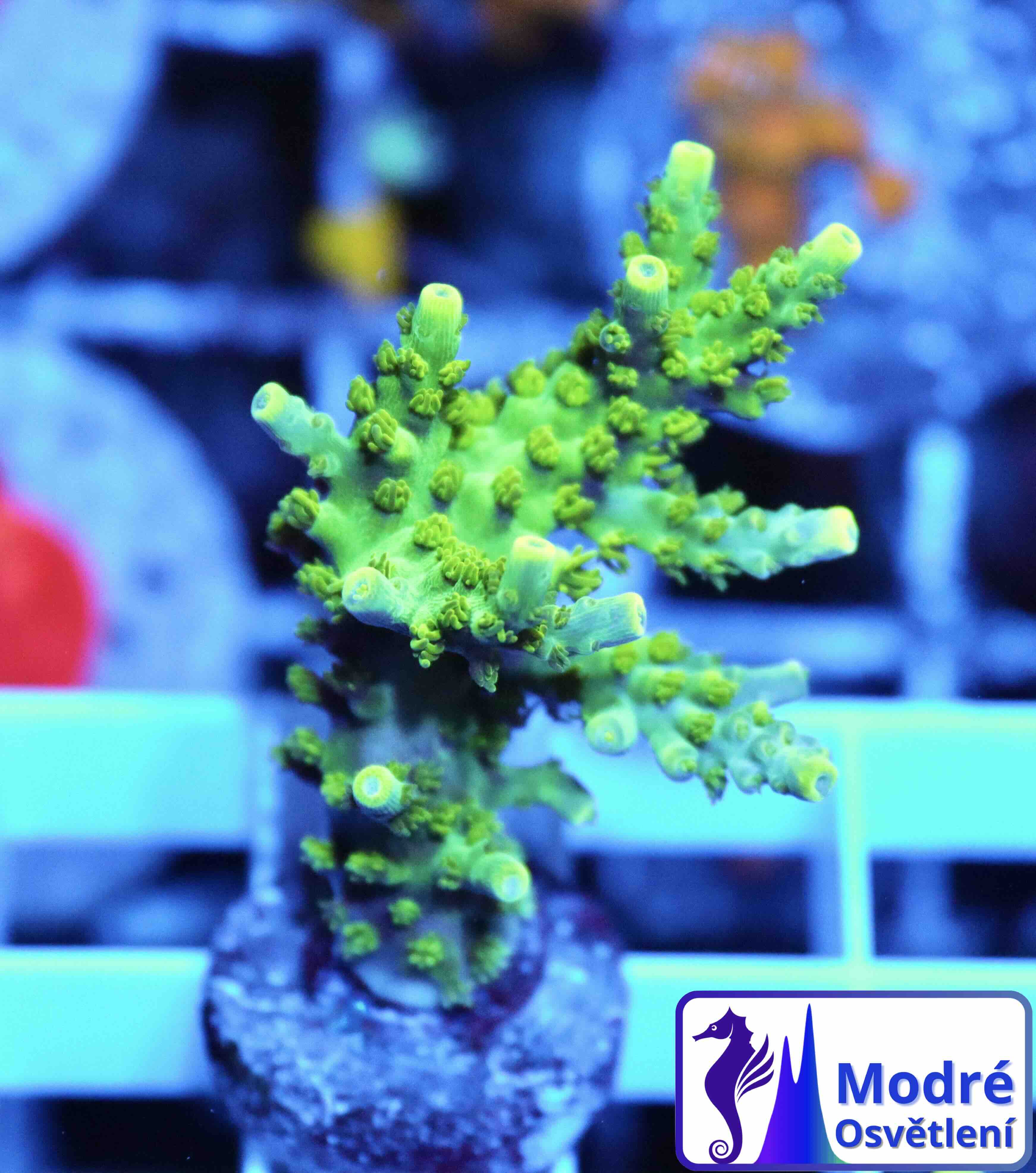 Acropora Coral Sea (S/M), WYSIWYG018.75