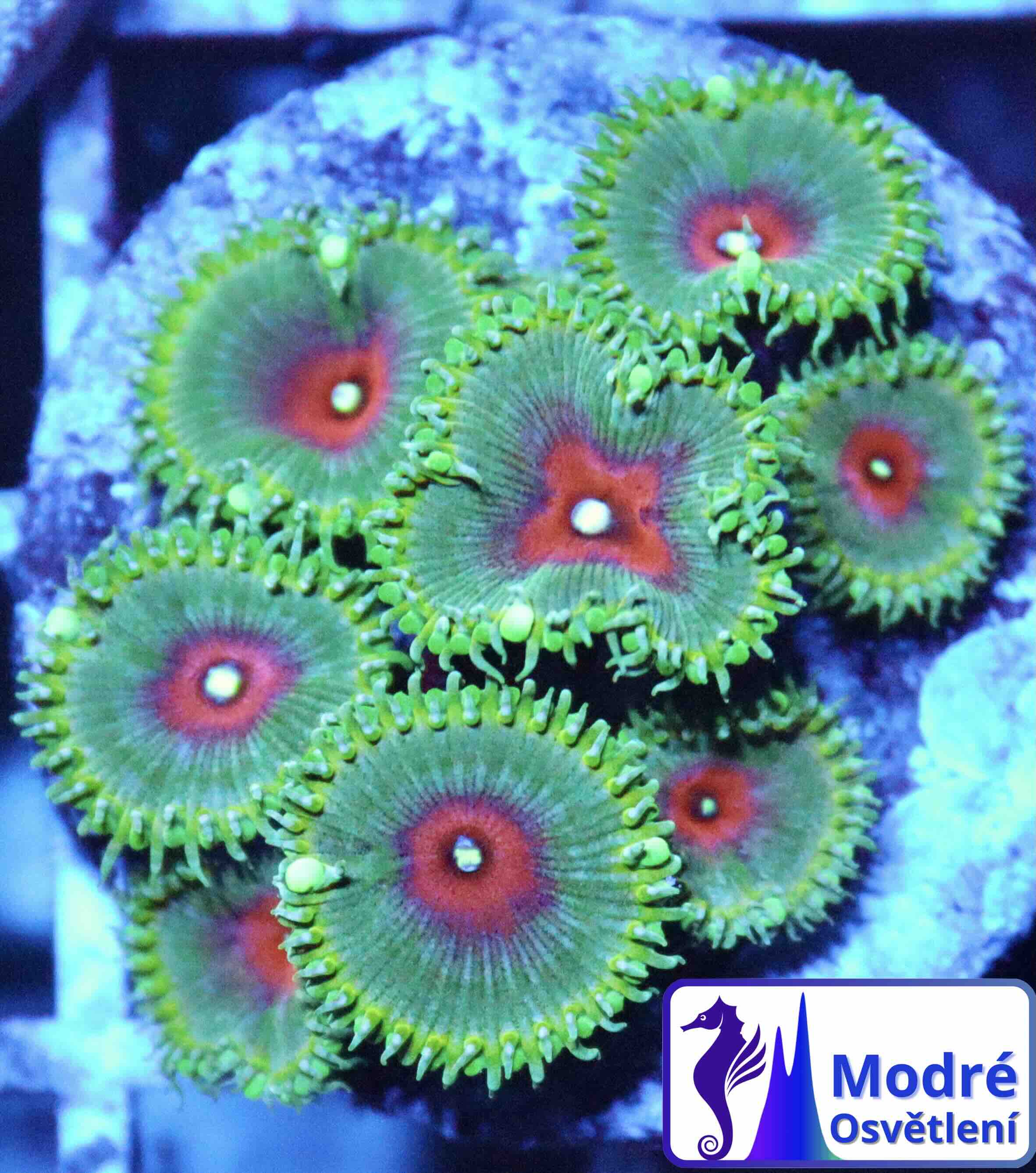 Palythoa Captain America