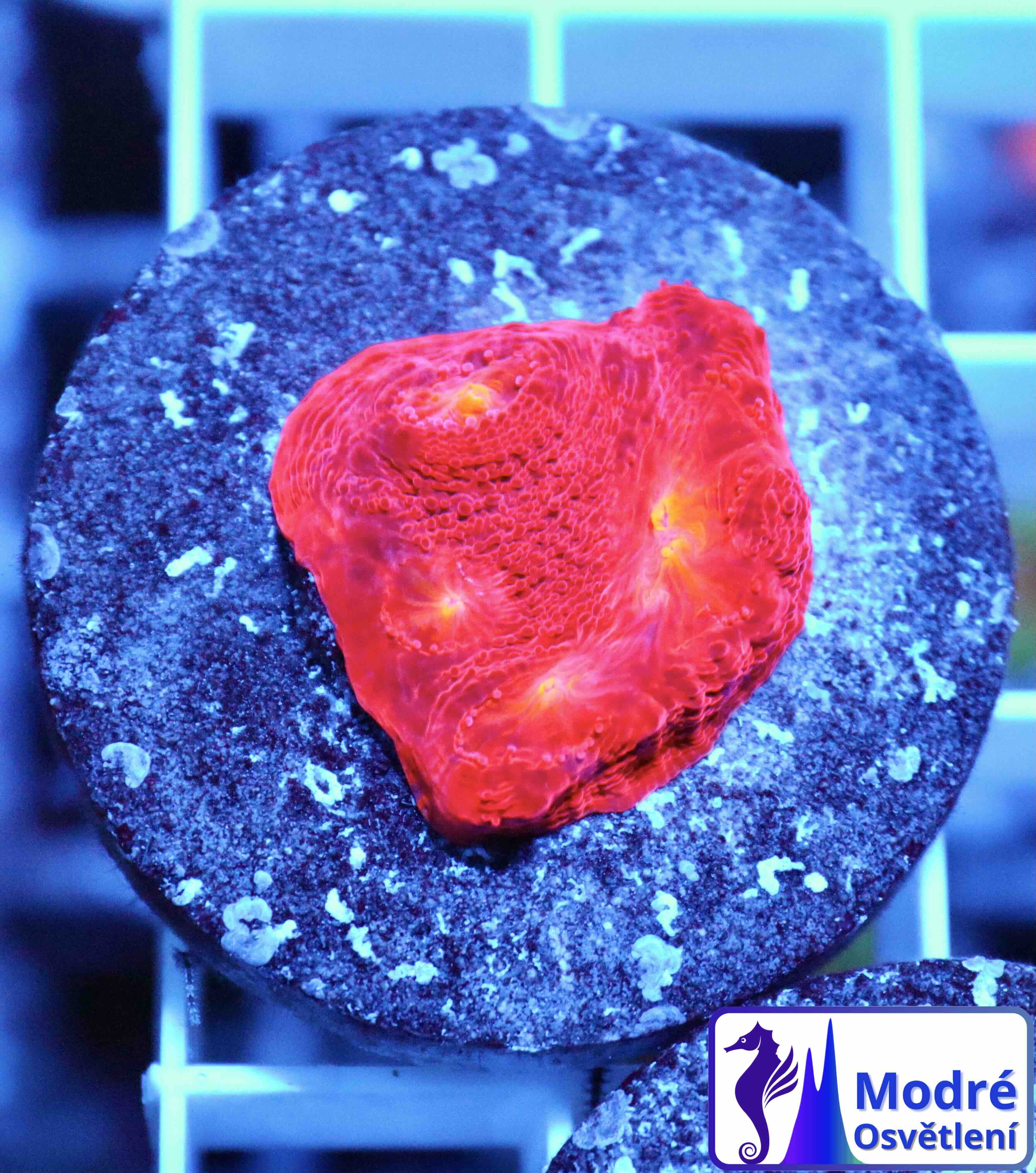 Chalice Flamethrower (S/M)