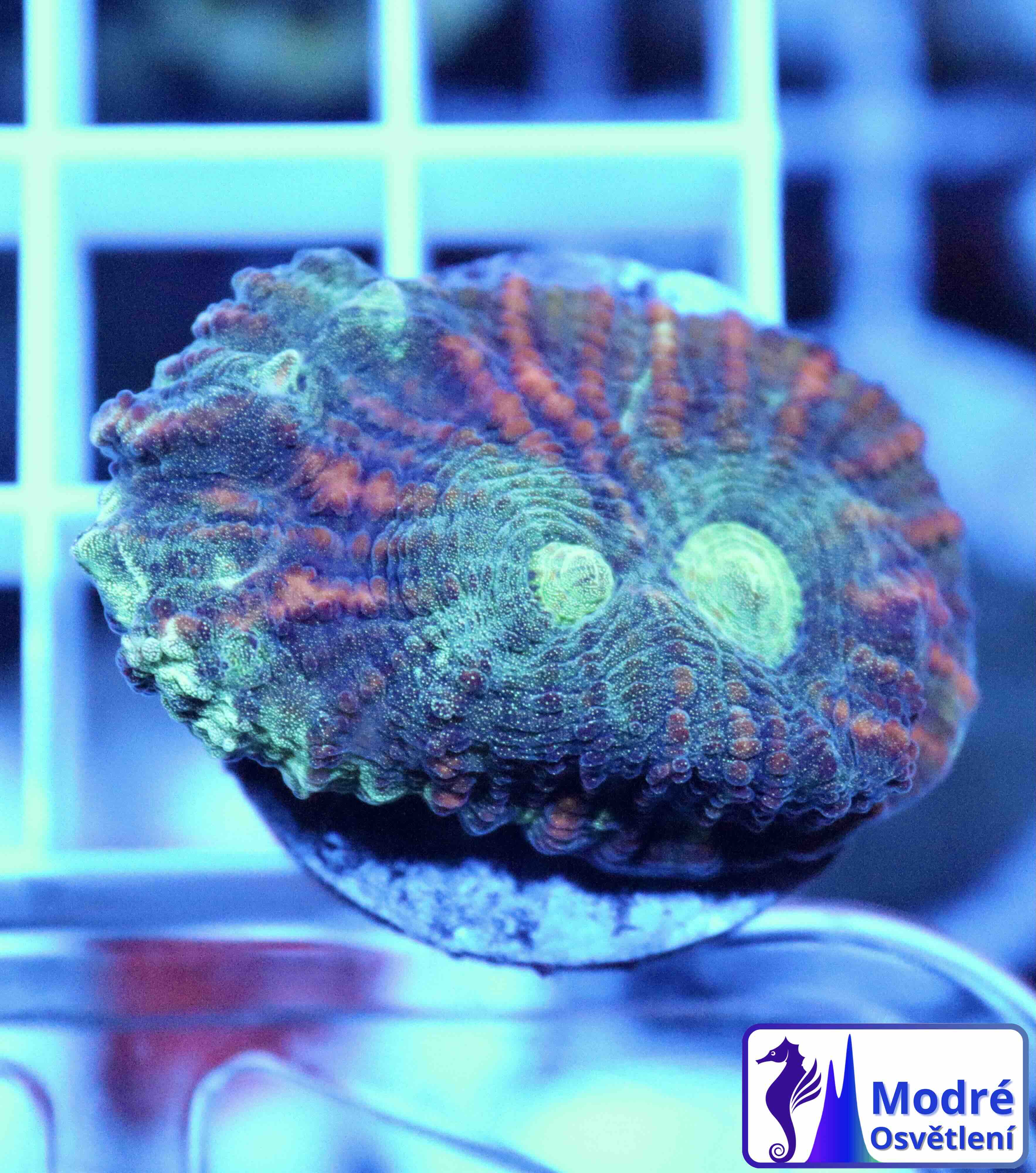 Mycedium (M)