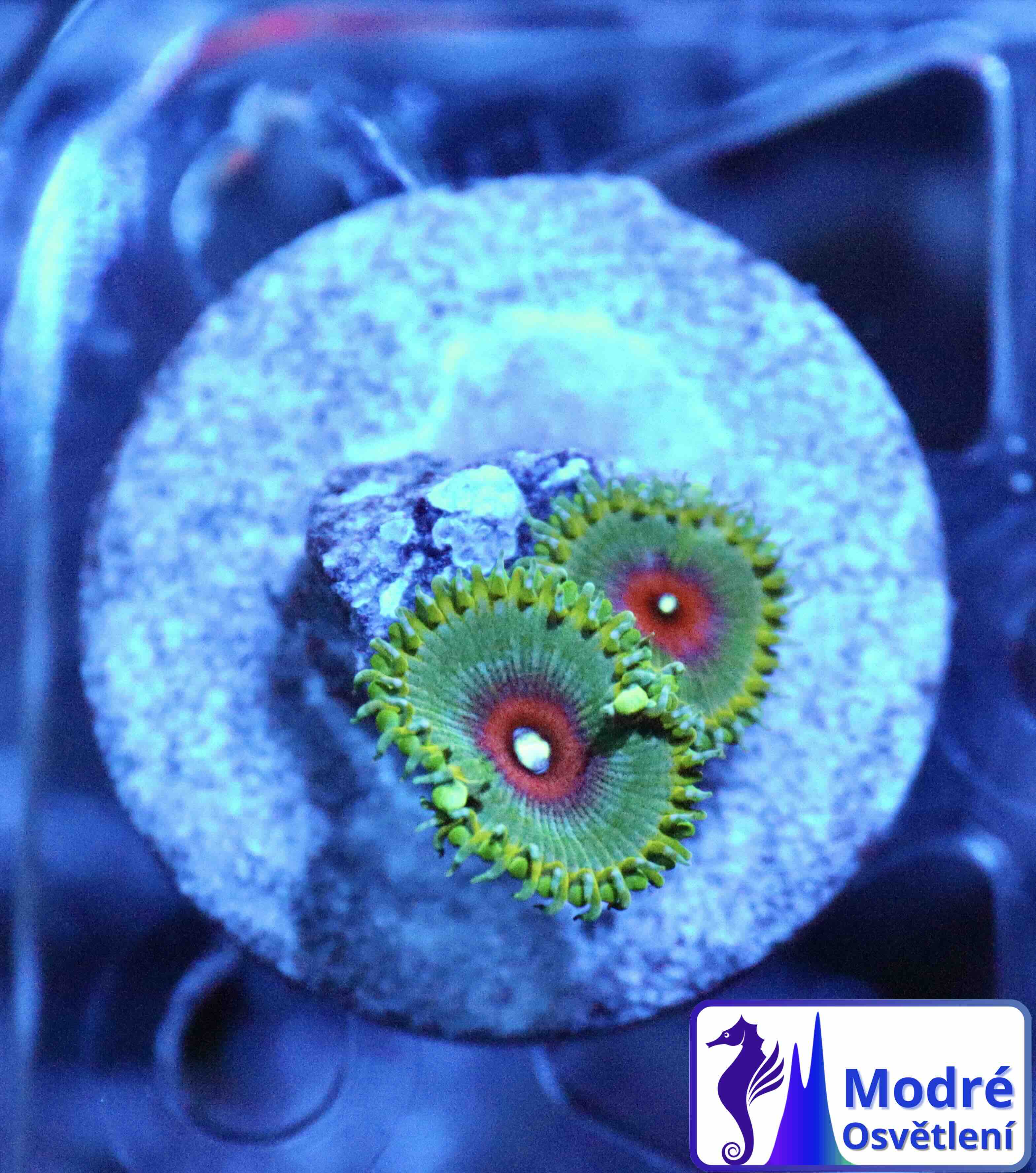 Zoanthus Captain America, WYSIWYG109.2