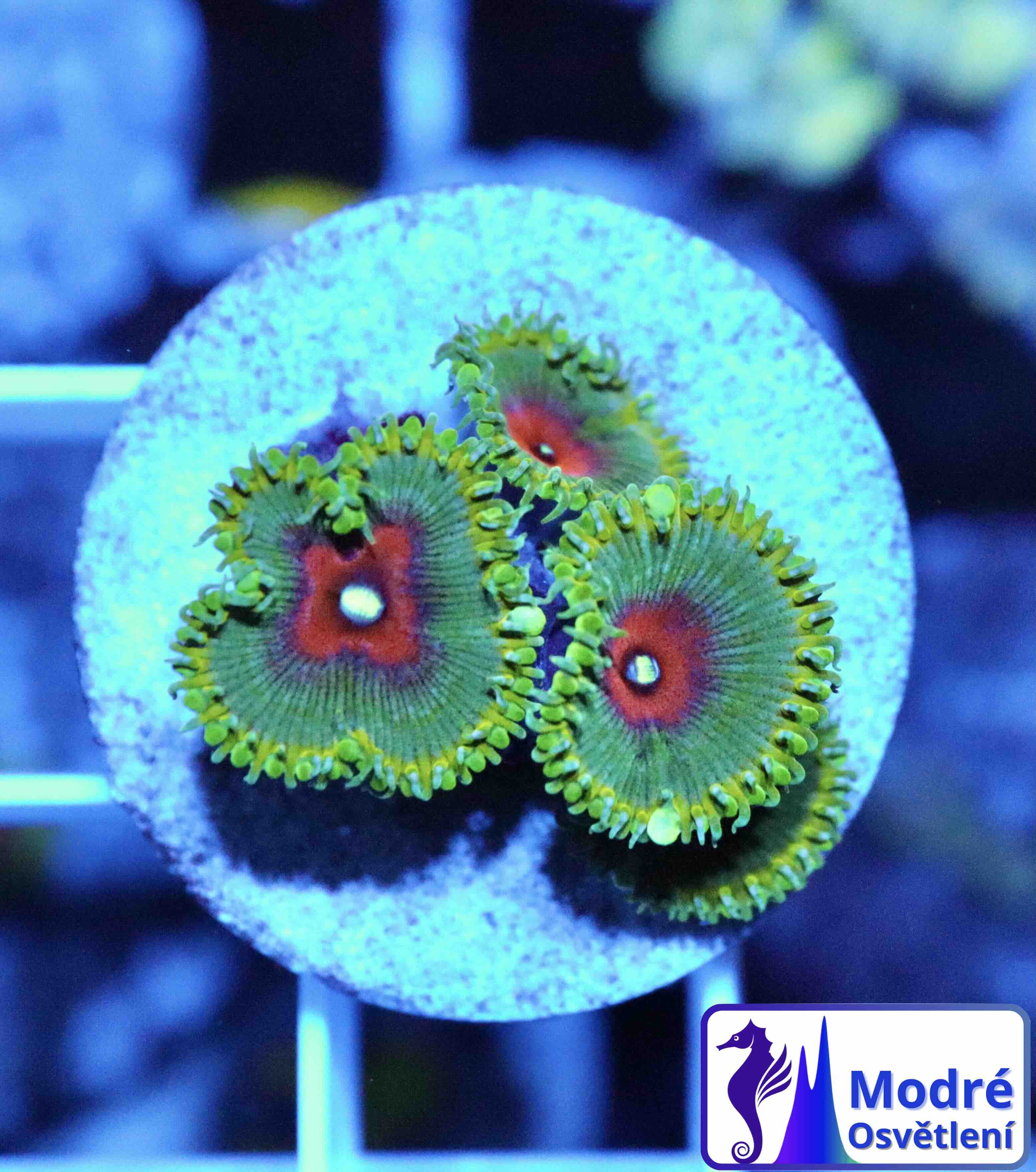 Zoanthus Captain America, WYSIWYG109.3