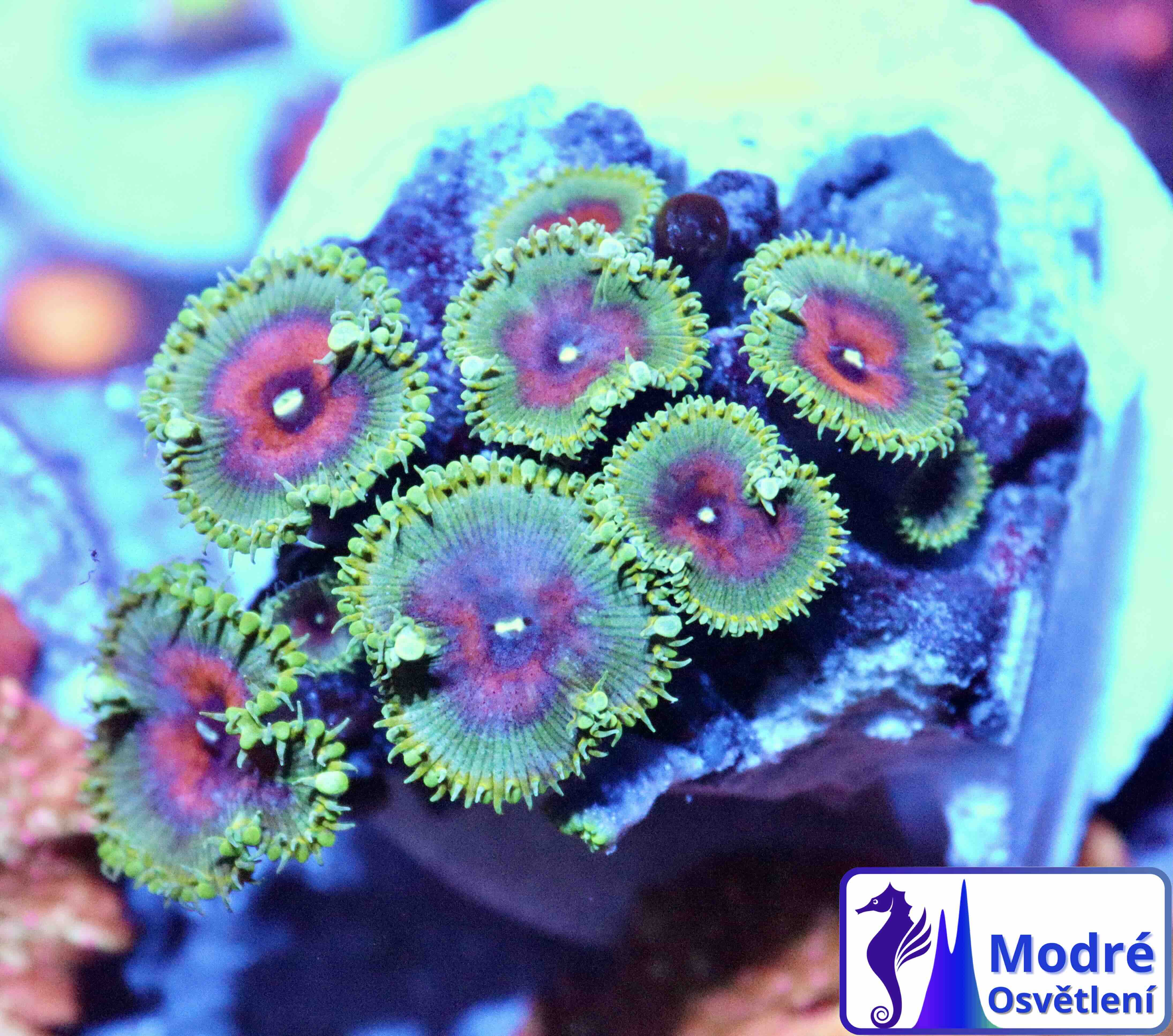 Zoanthus Captain America, WYSIWYG109.4