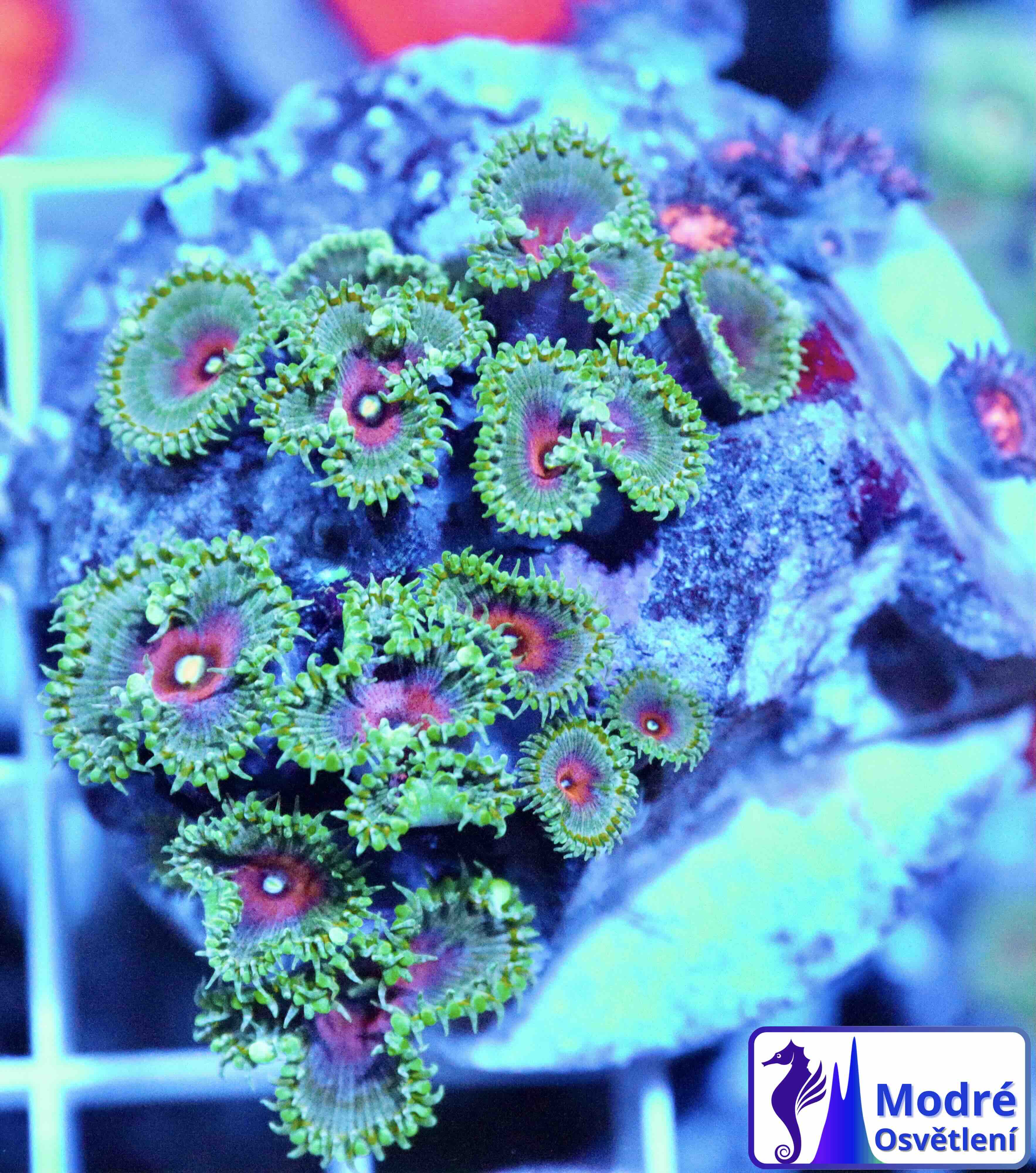 Zoanthus Captain America, WYSIWYG109.4