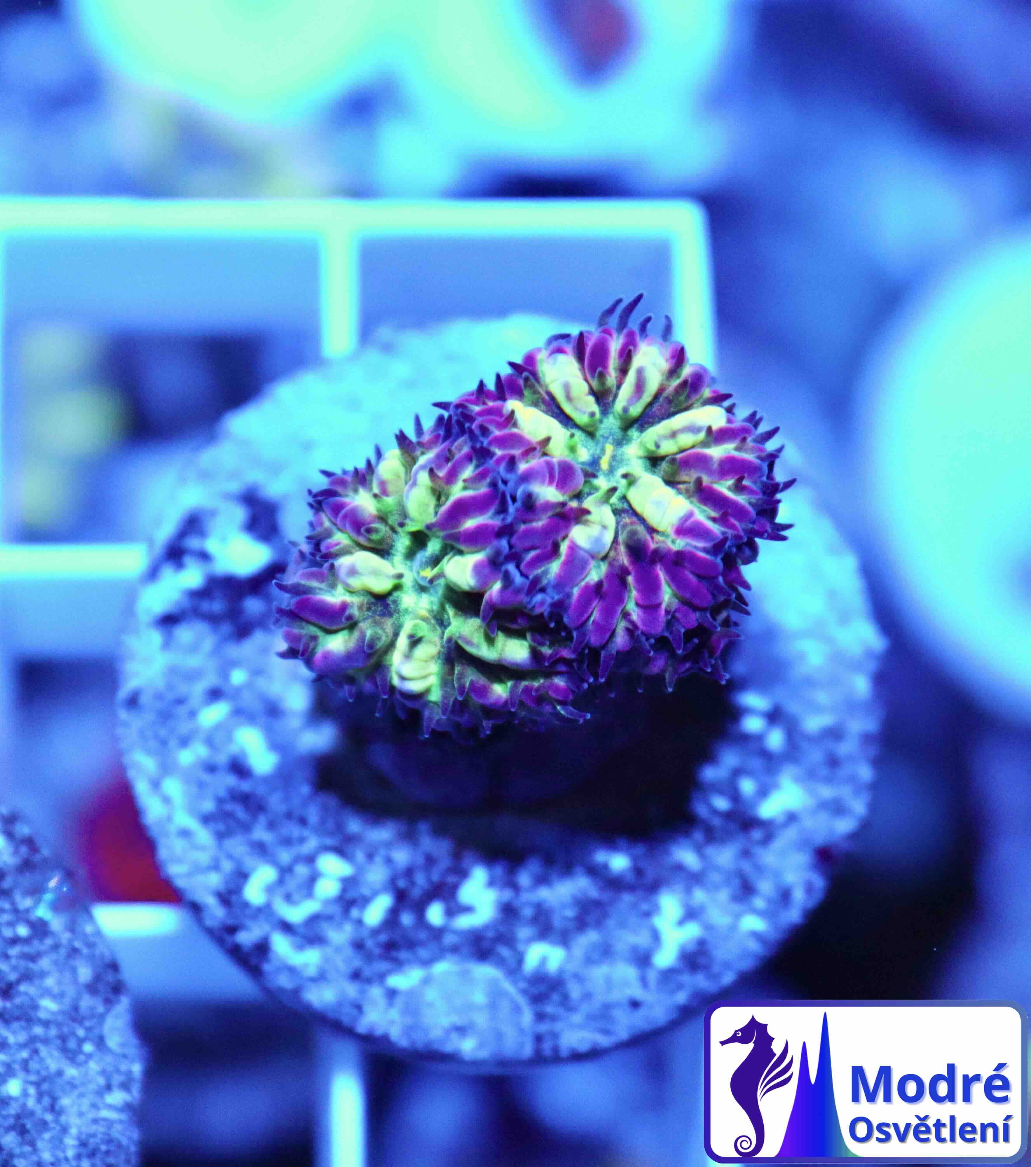 Blastomussa merletti "Frozen Eclipse" (S/M), WYSIWYG65.1