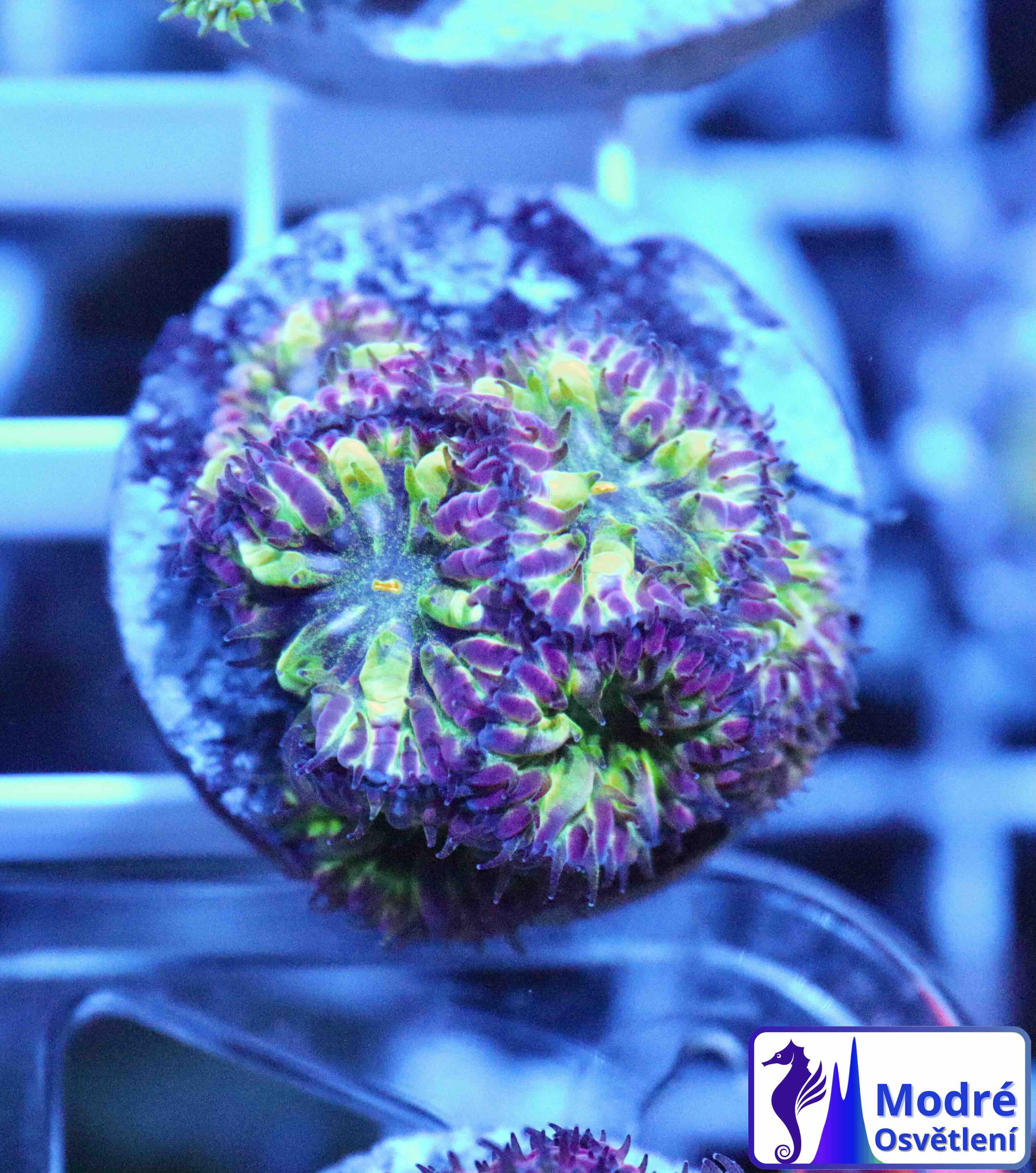 Blastomussa merletti "Frozen Eclipse" (S/M), WYSIWYG65.1