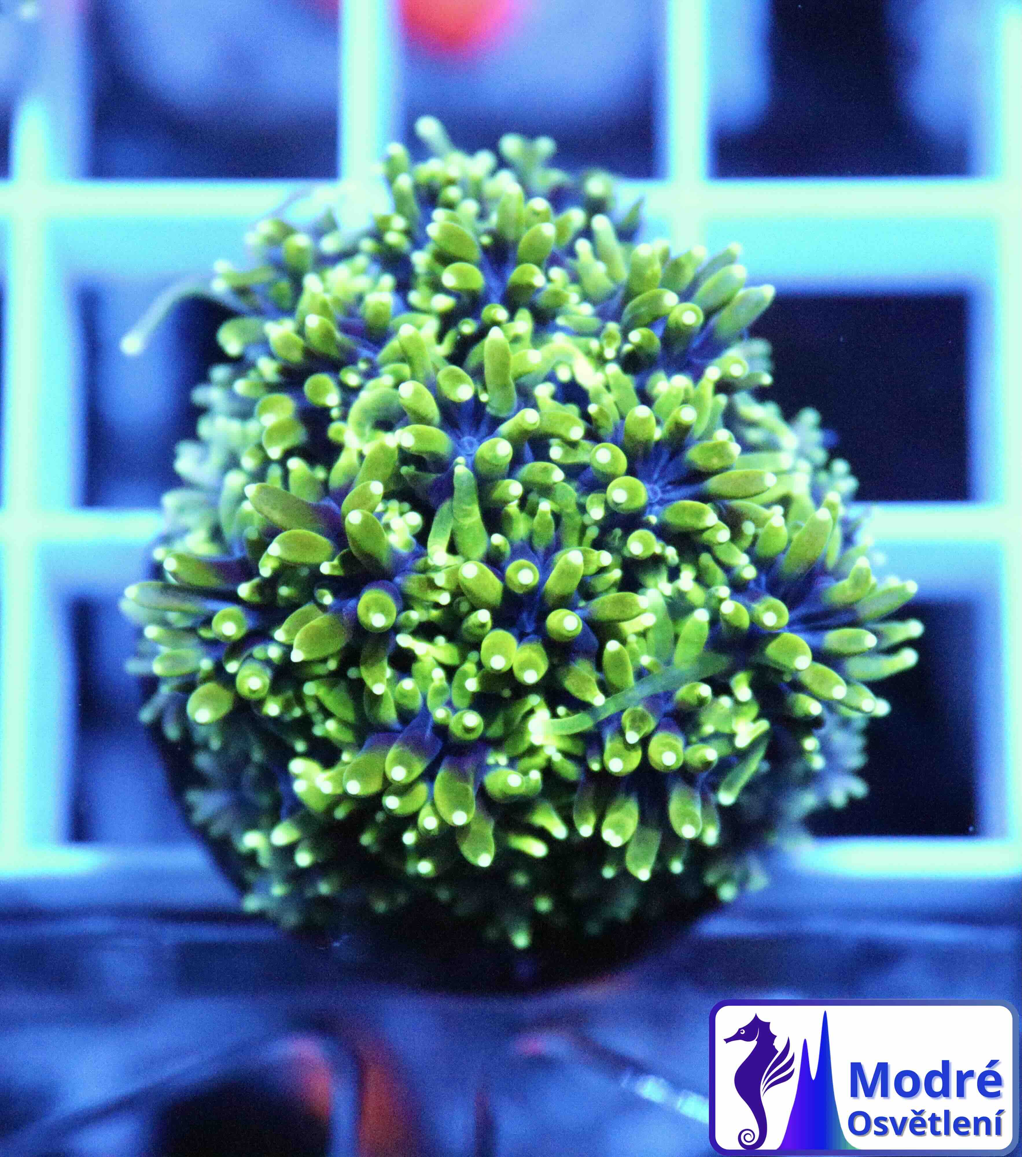 Galaxea Green (M/L), WYSIWYG56.1