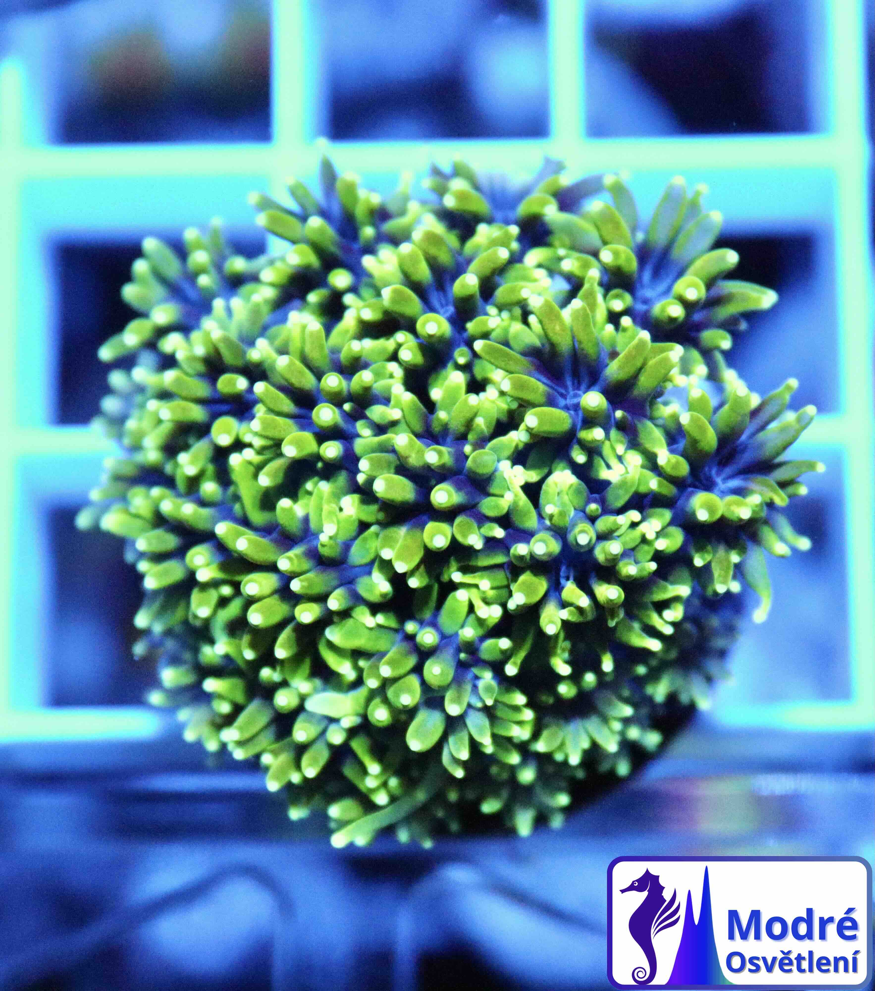 Galaxea Green (M/L), WYSIWYG56.3