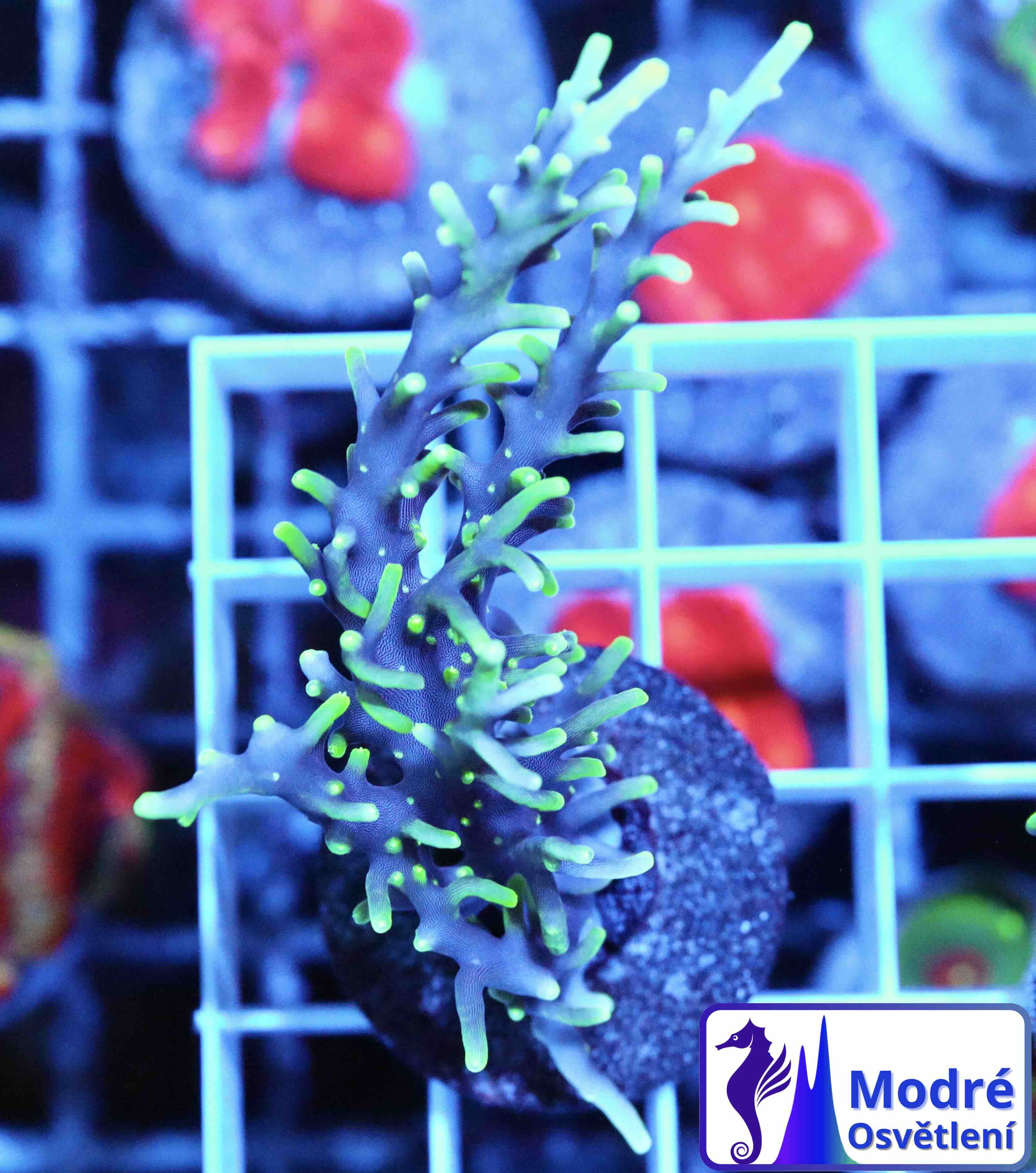Acropora carduus MR.Pacman (M)