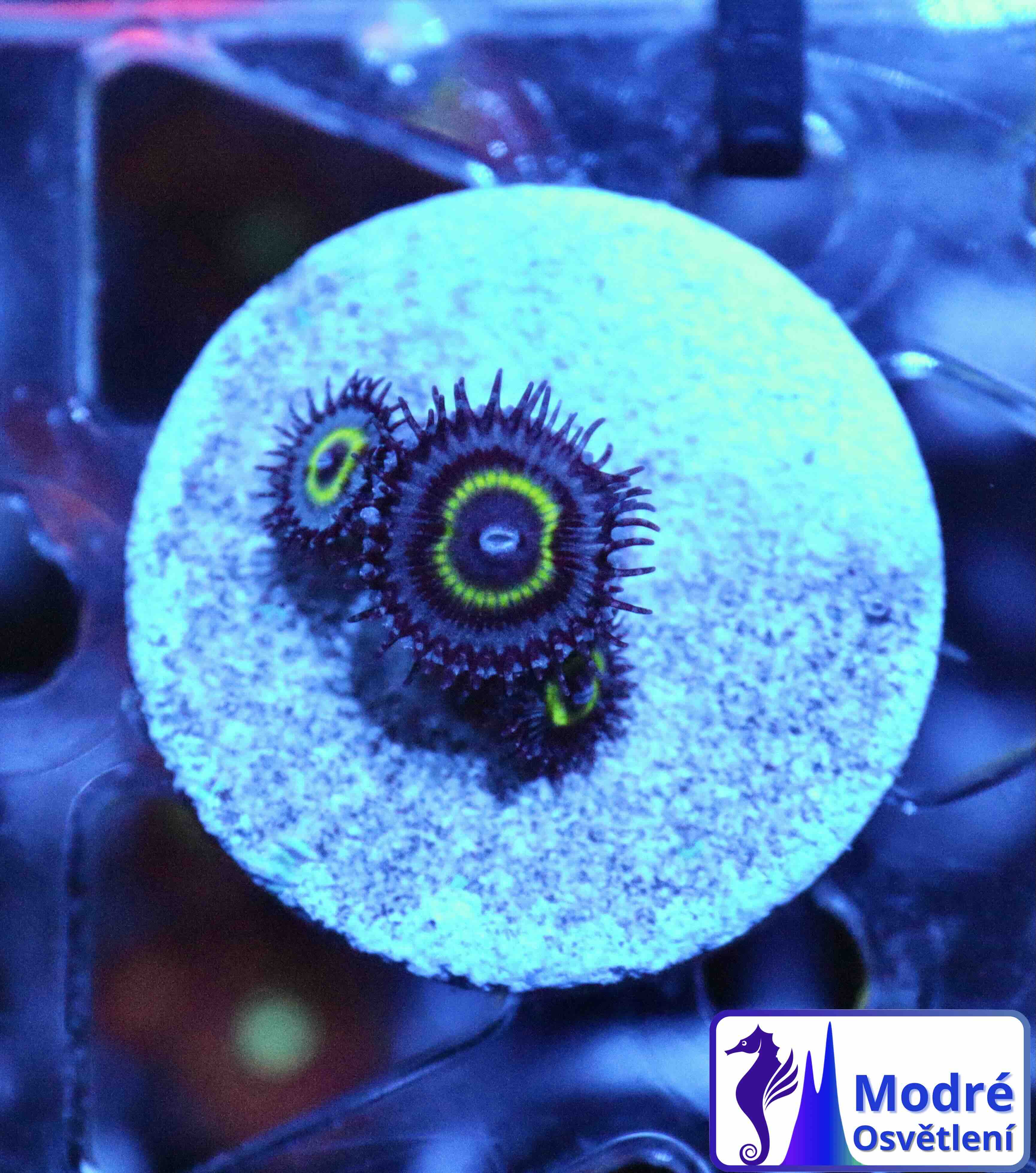 Zoanthus "WOW Paly", WYSIWYG105.5