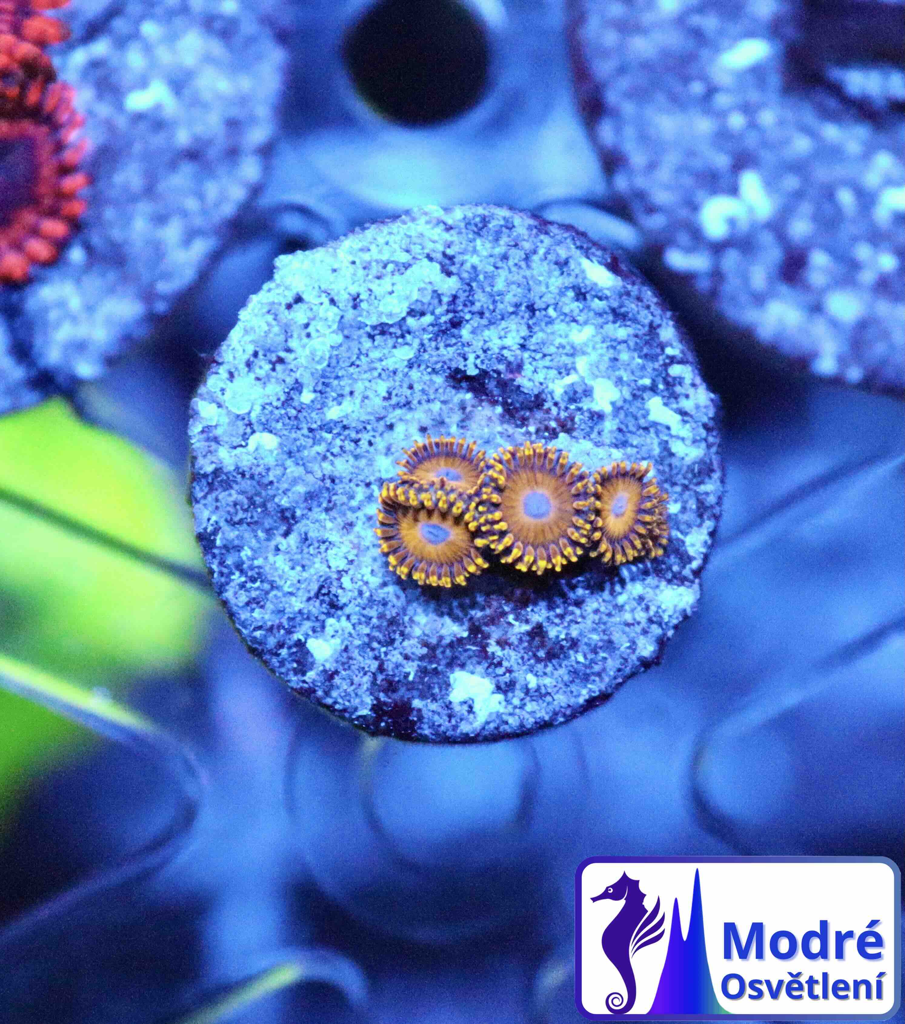 Zoanthus Golden Hornet (M), WYSIWYG103.34
