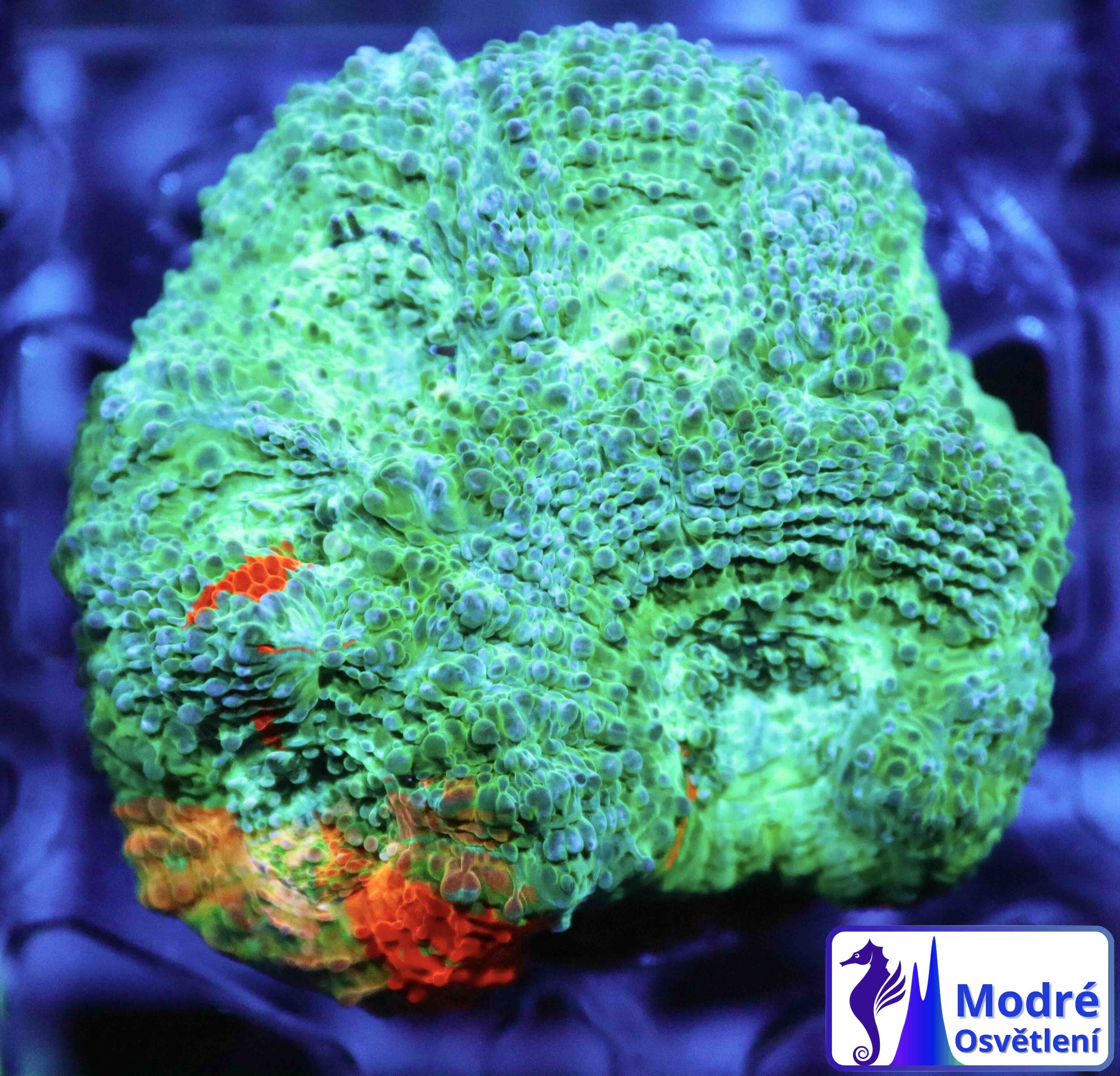 Acanthastrea echinata Blue/Orange (M/L)