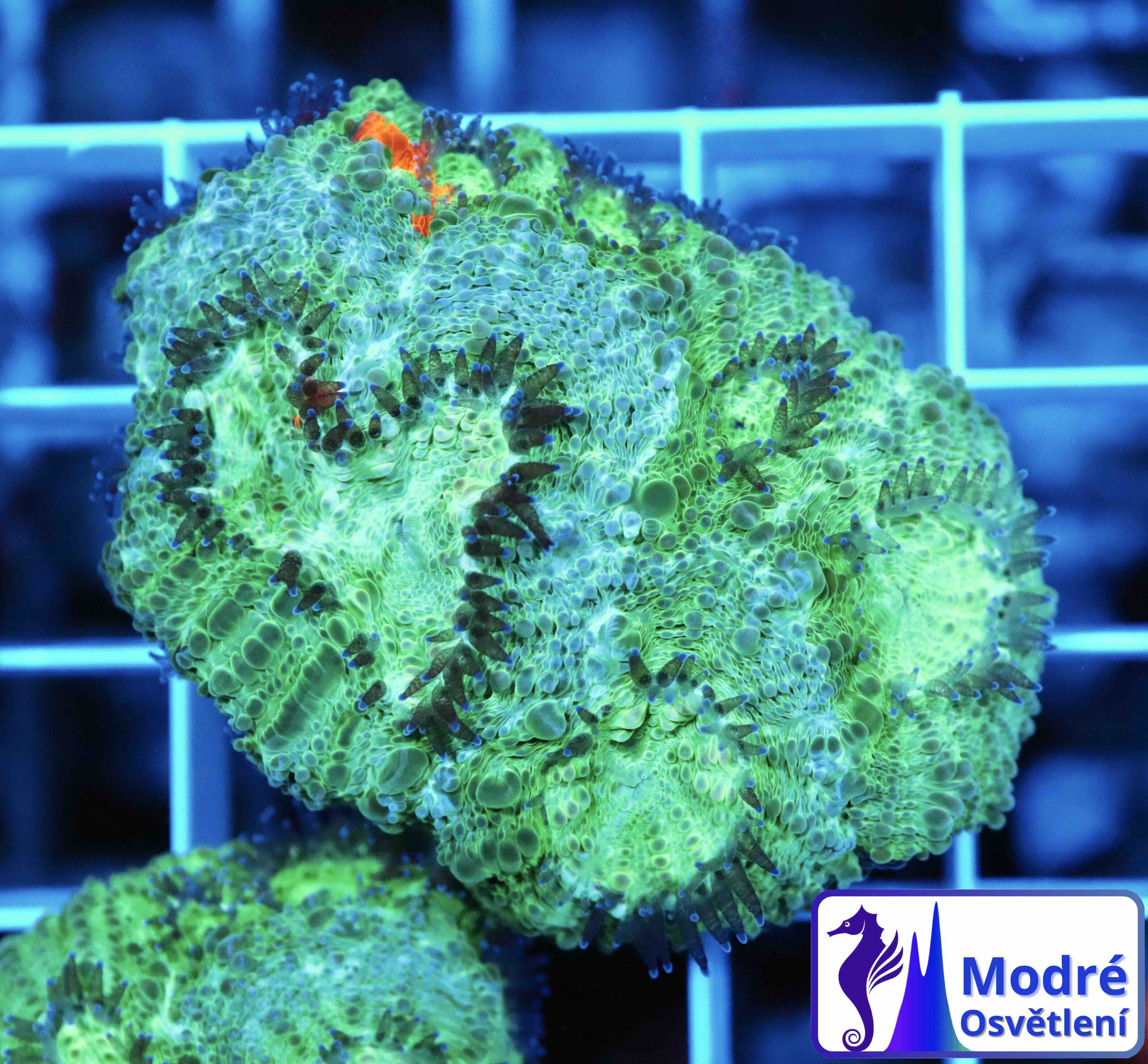 Acanthastrea echinata Blue/Orange (M/L)