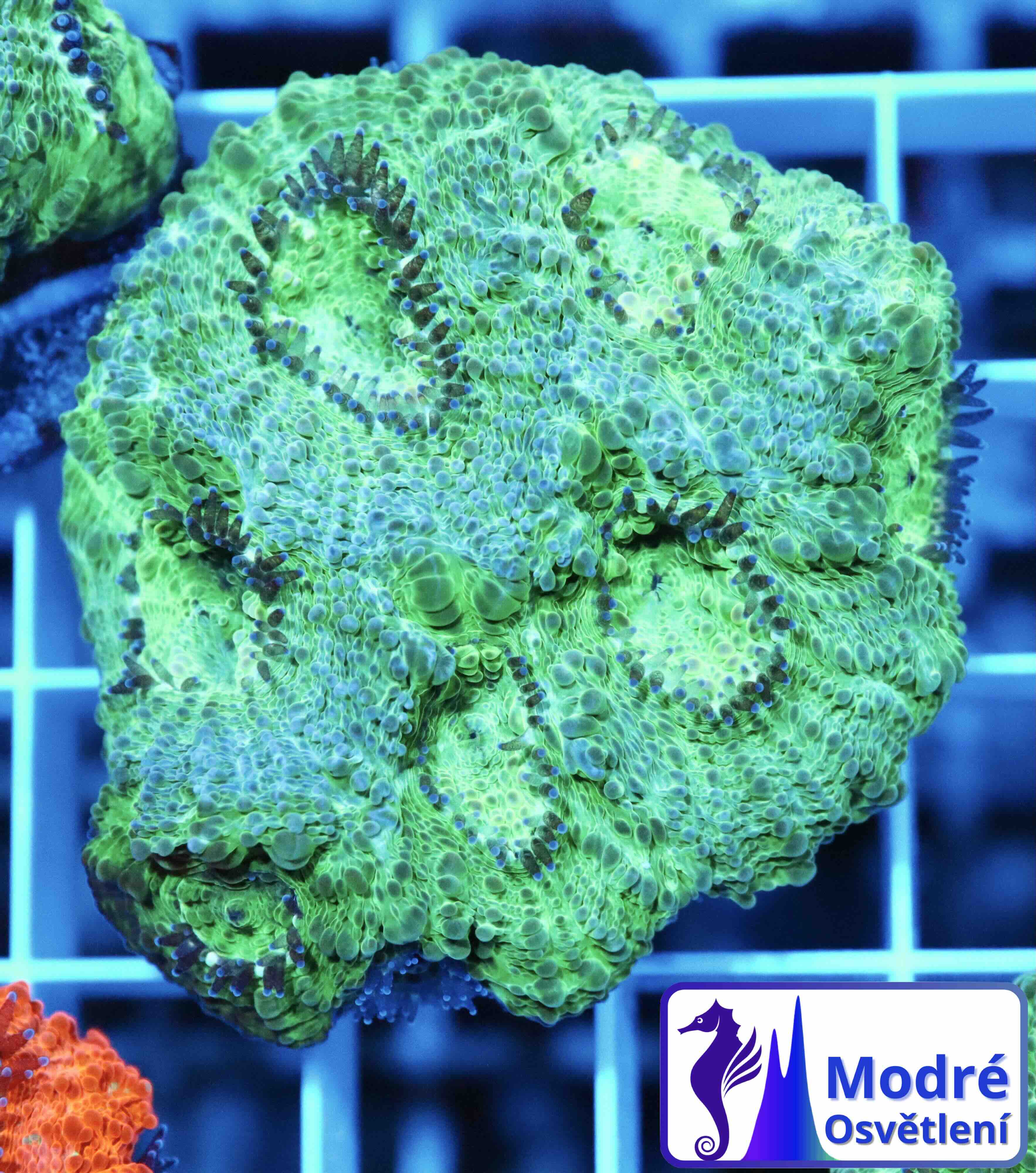 Acanthastrea echinata Premium (M/L)