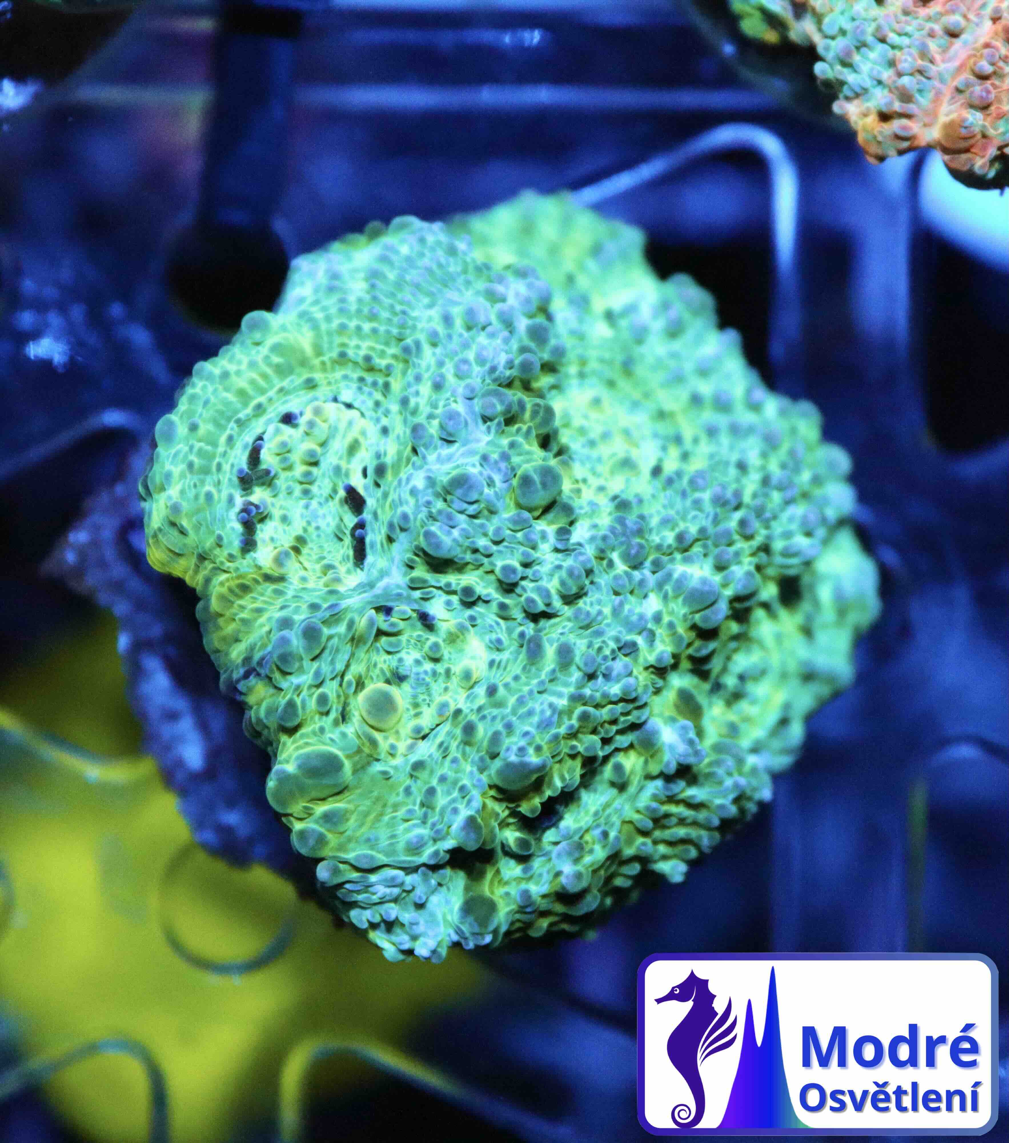 Acanthastrea echinata Premium (M), WYSIWYG57.1