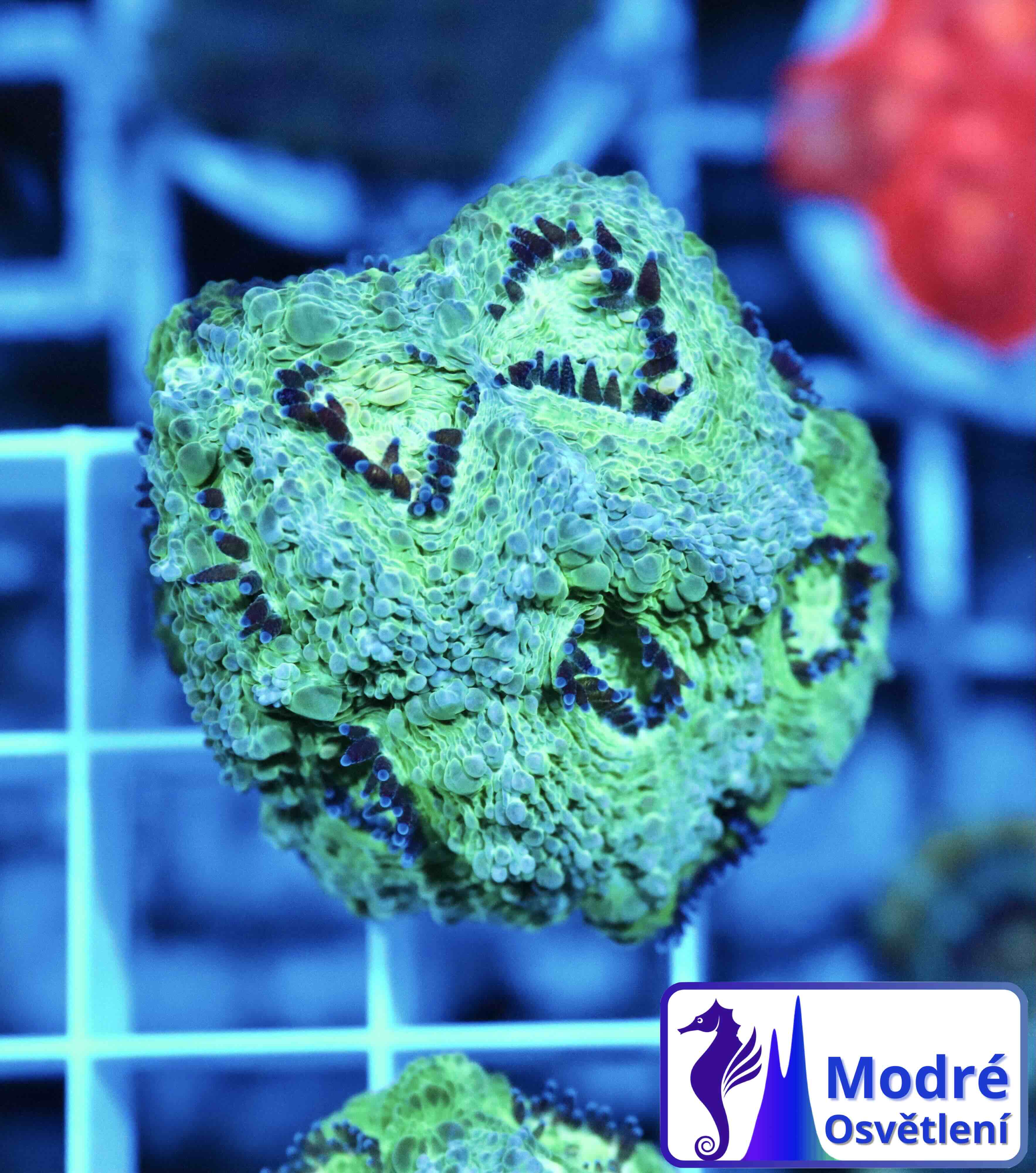 Acanthastrea echinata Premium (M), WYSIWYG57.1