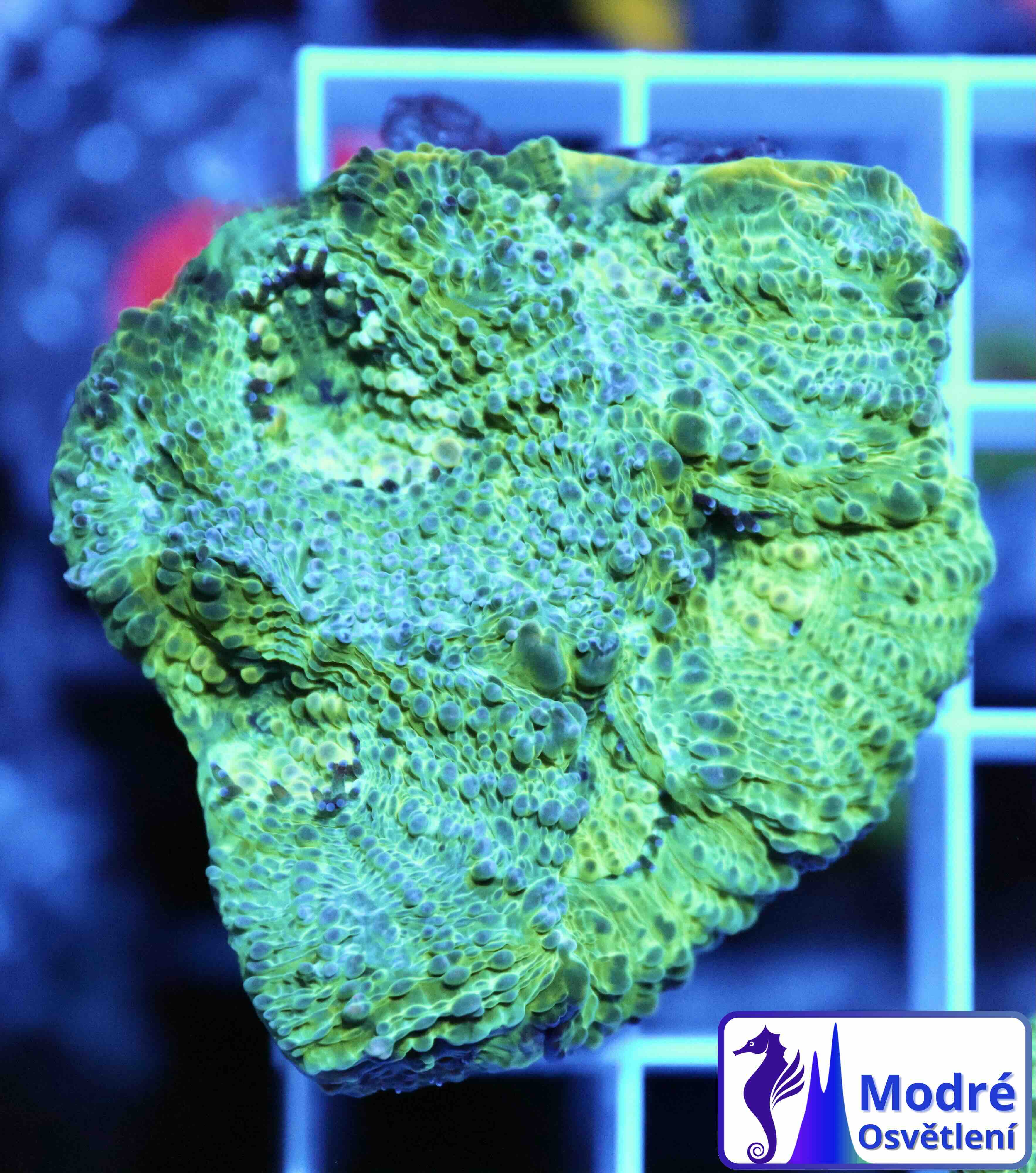 Acanthastrea echinata Premium (M), WYSIWYG57.2