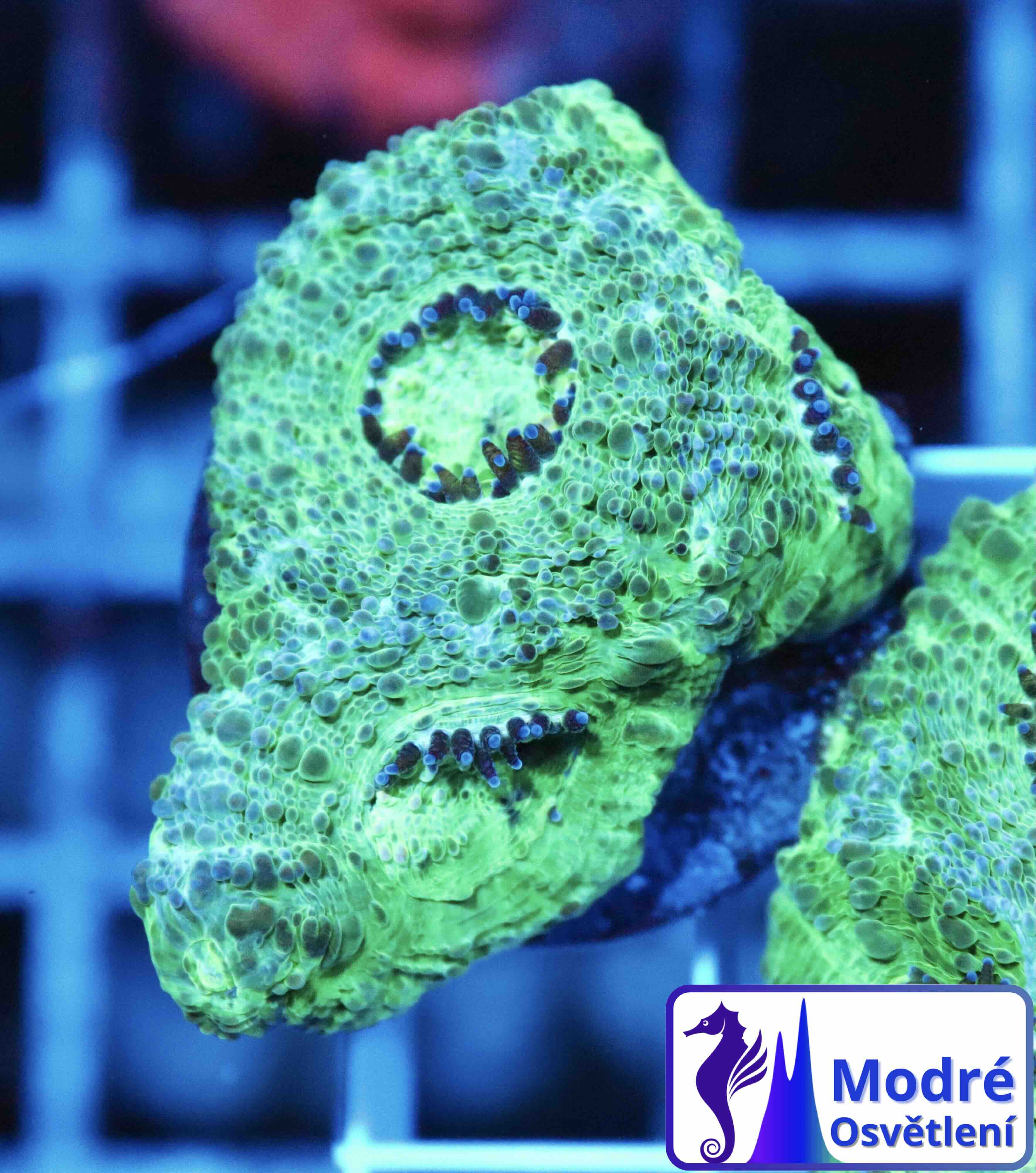 Acanthastrea echinata Premium (S), WYSIWYG57.2