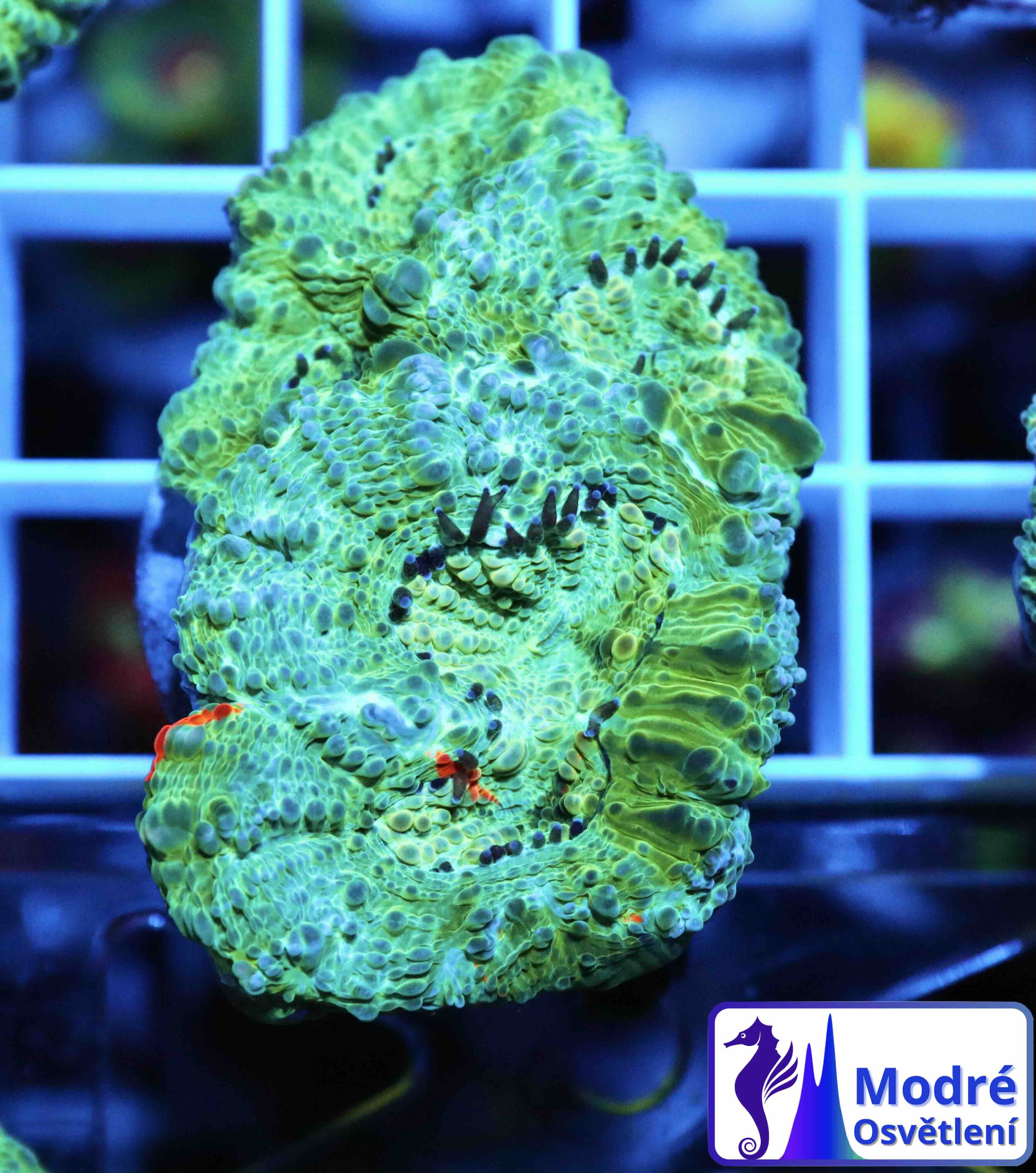 Acanthastrea echinata Blue/Orange (M), WYSIWYG57.3