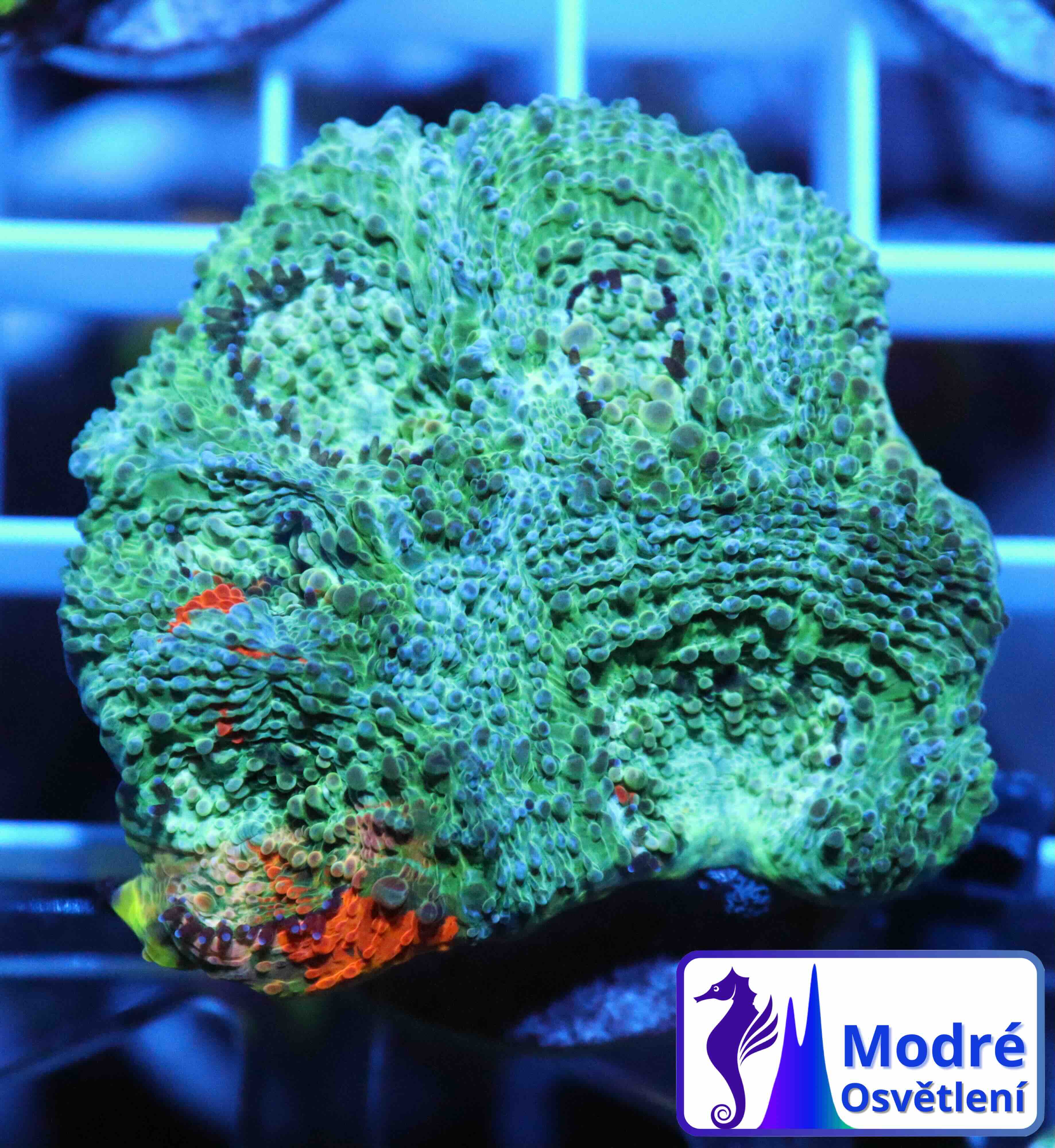 Acanthastrea echinata Blue/Orange (M), WYSIWYG57.4
