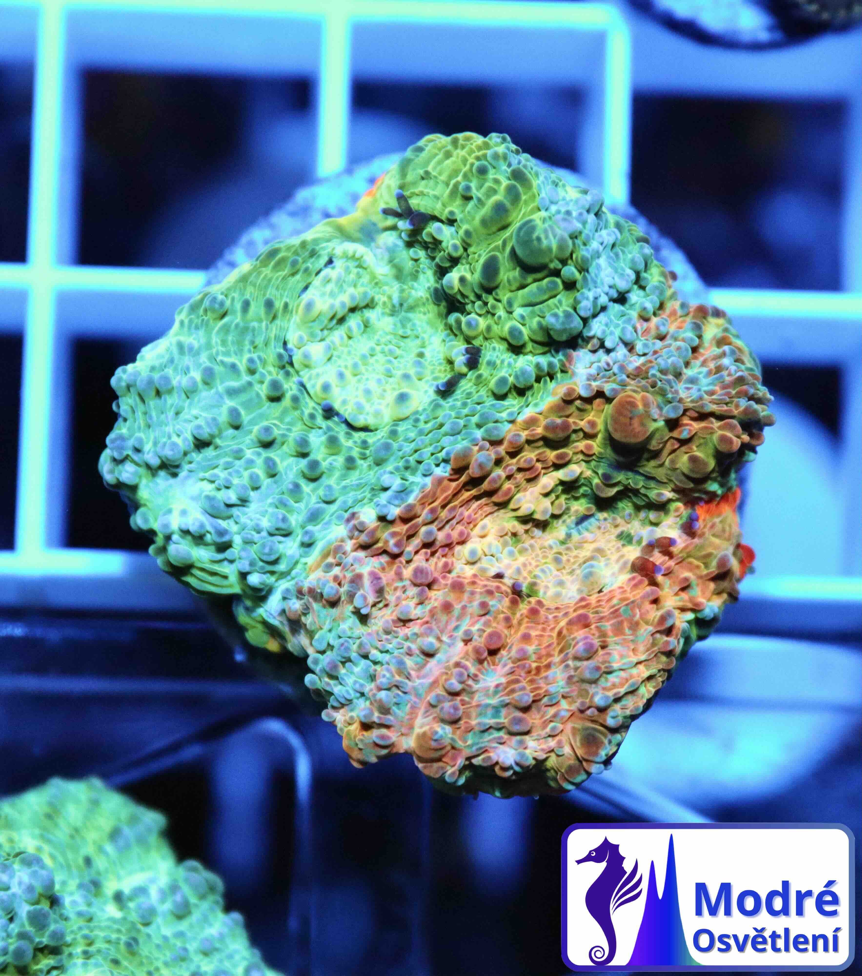 Acanthastrea echinata Blue/Orange (S/M), WYSIWYG57.5