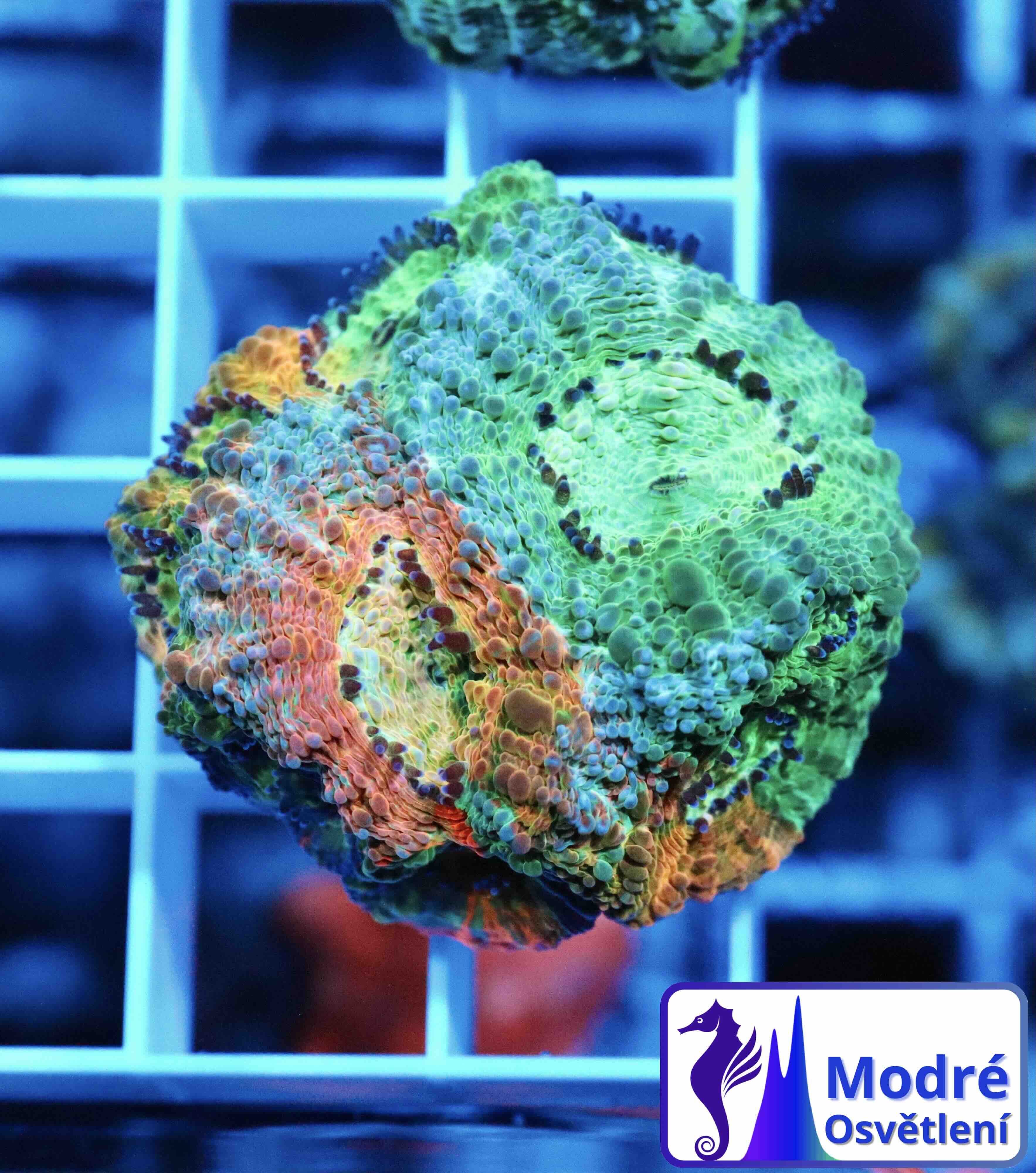 Acanthastrea echinata Blue/Orange (M), WYSIWYG57.5