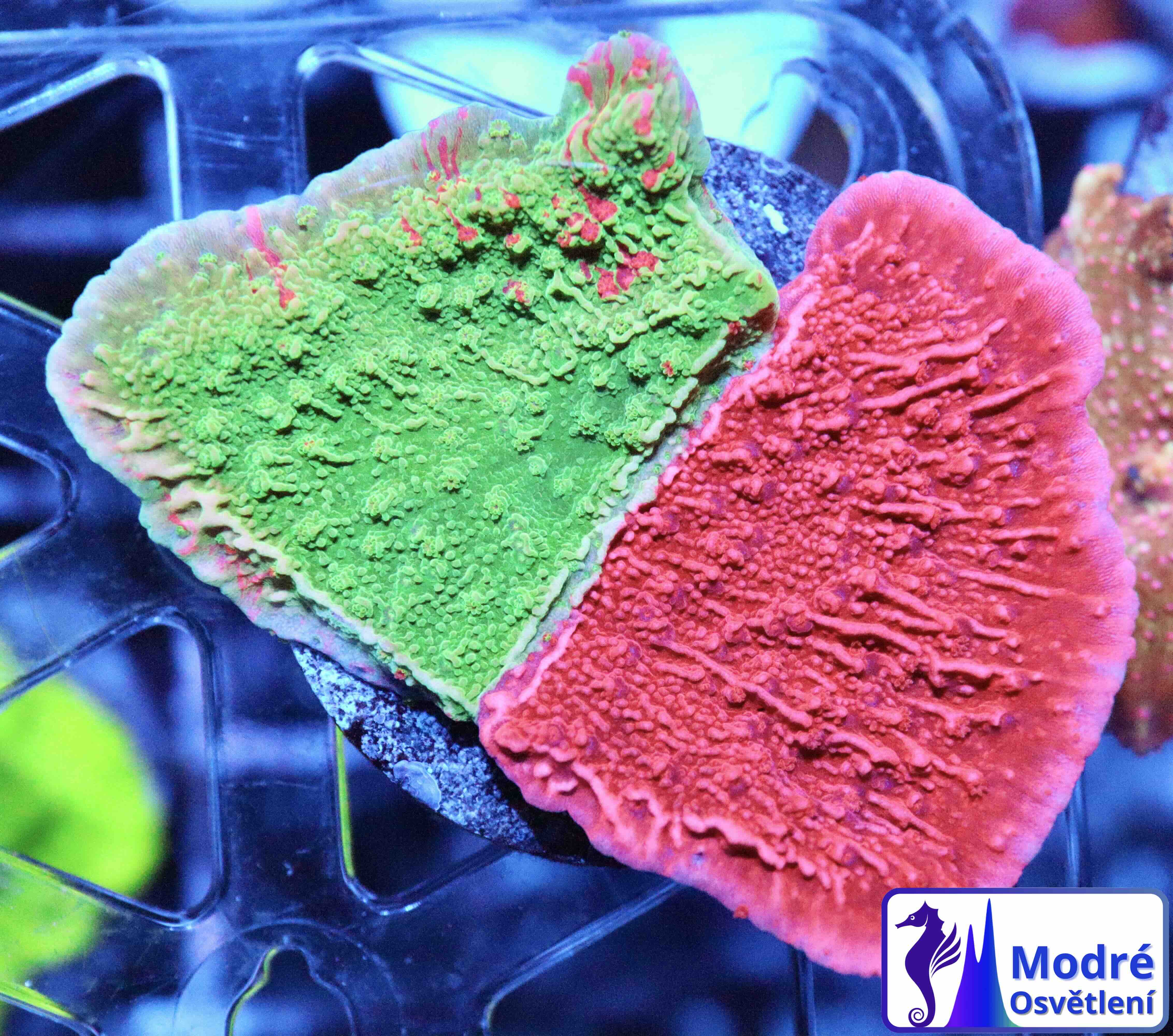 Montipora Crafted Green/Red (M)