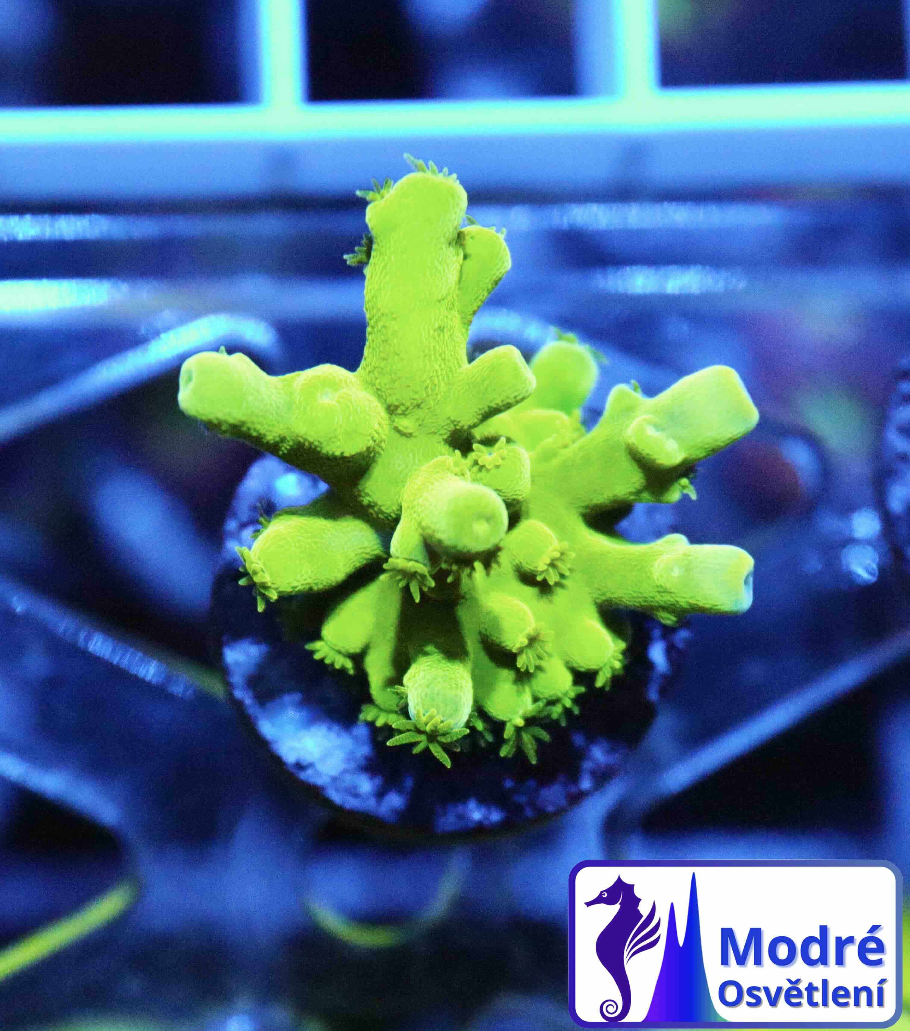 Acropora Frogskin (XS), WYSIWYG018.2